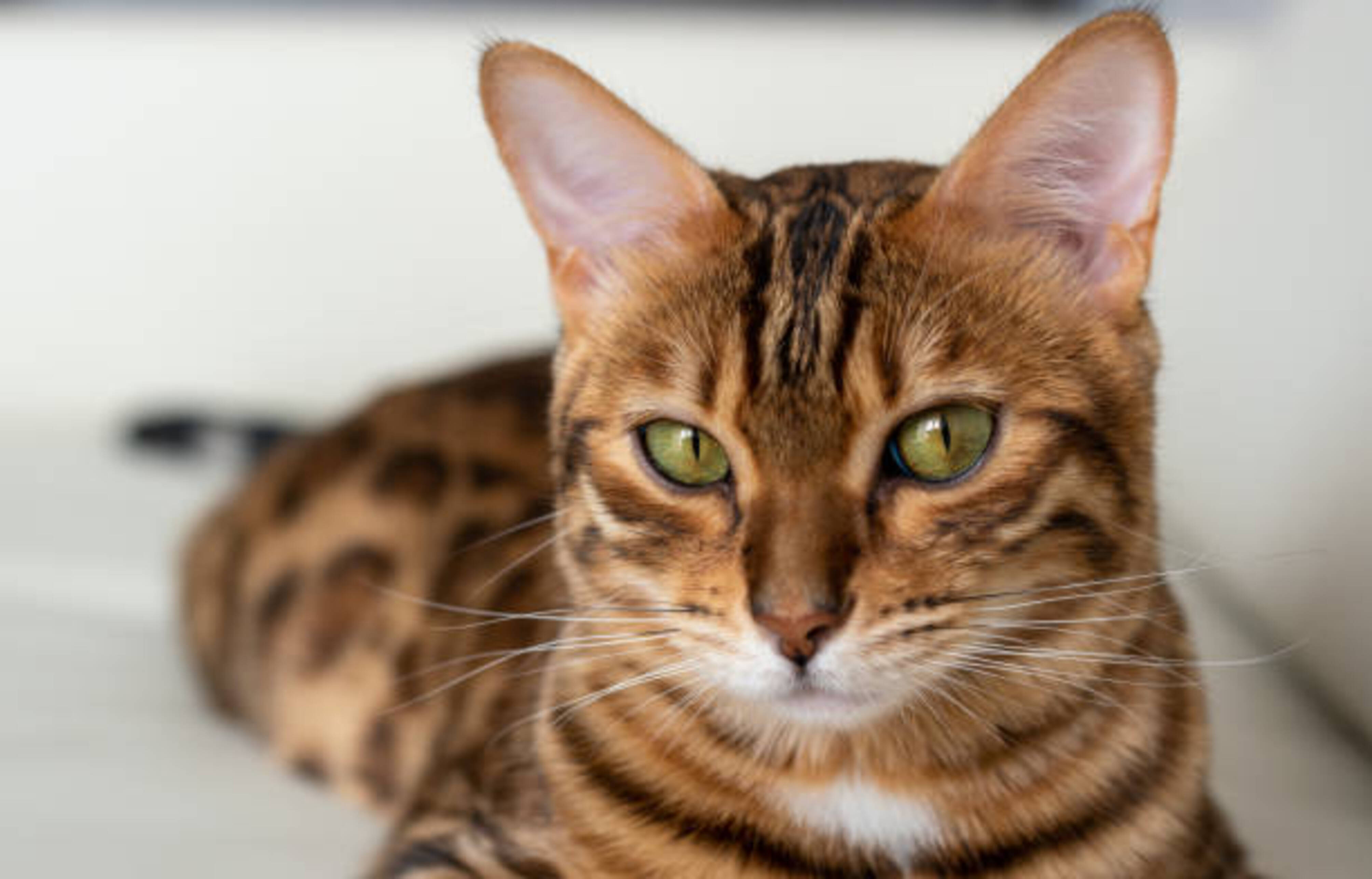 chat bengal allongé