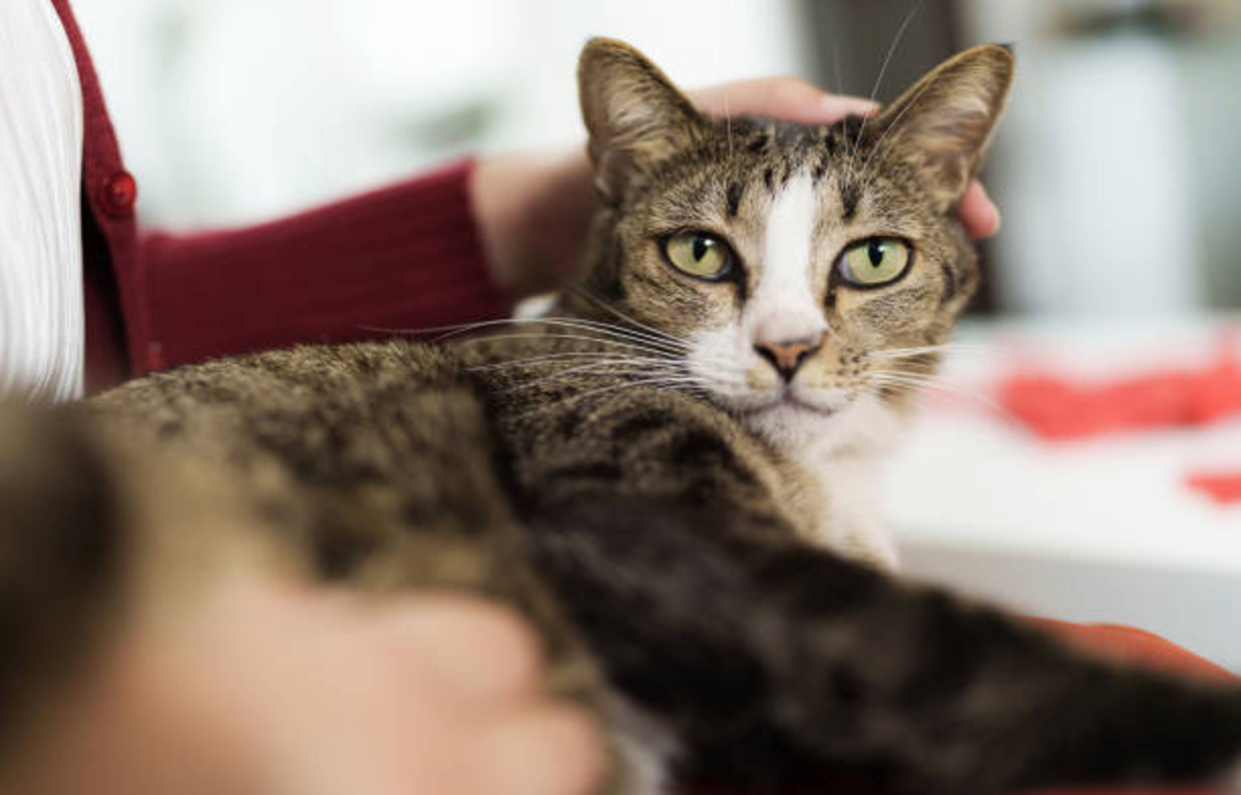 femme qui caresse un chat allongé sur ses genoux