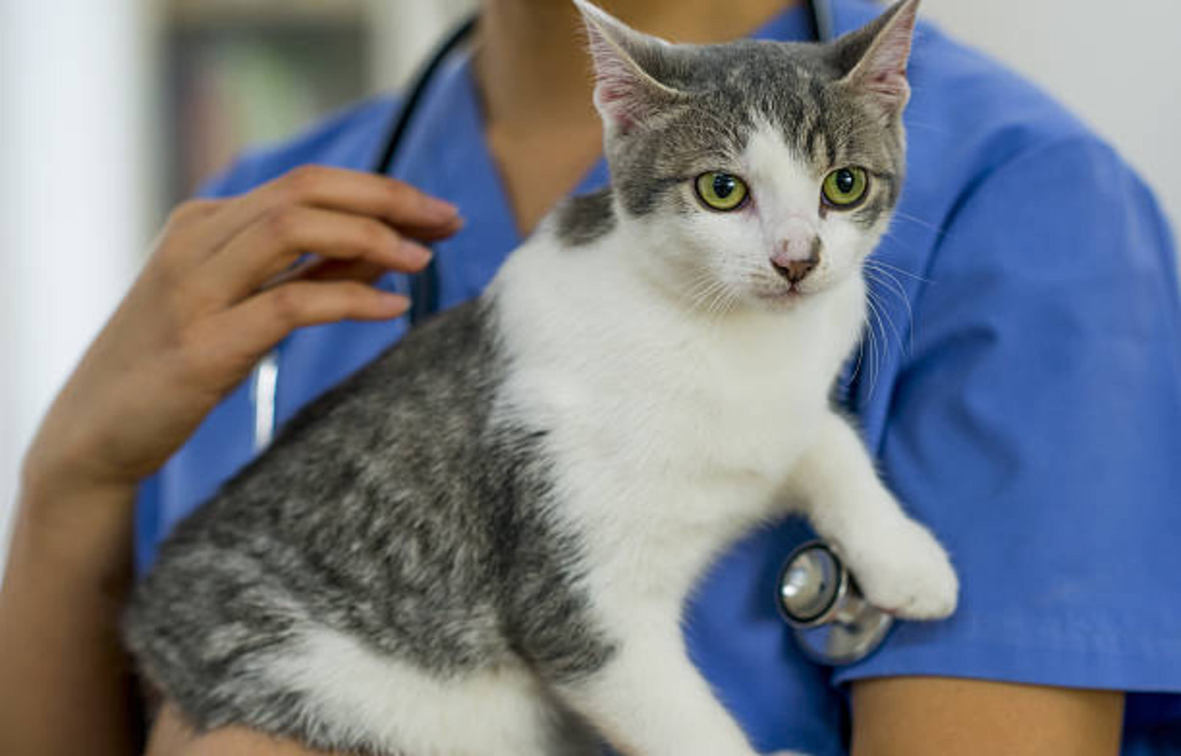 vétérinaire qui tient un chat dans ses bras