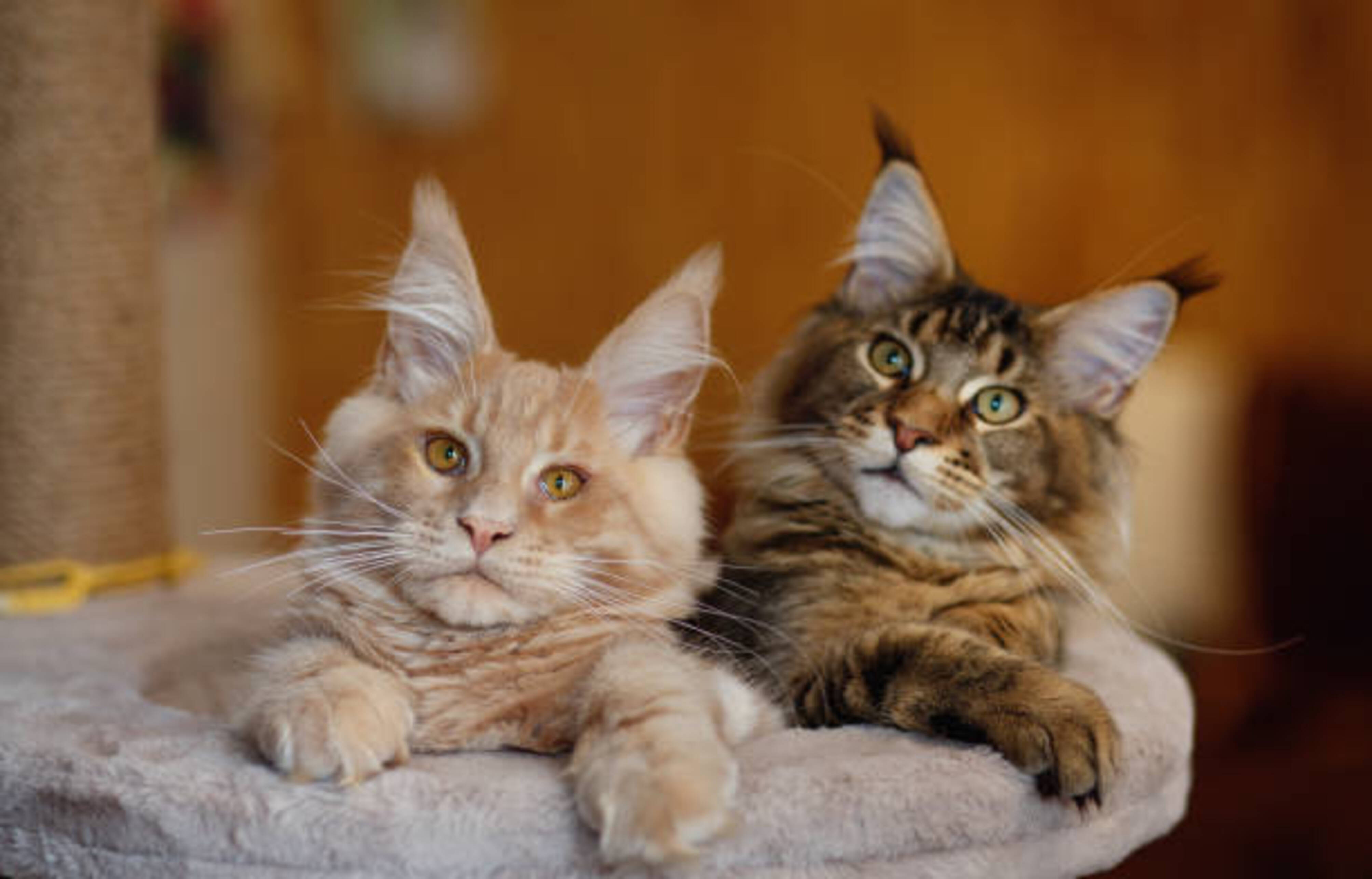 deux chats Maine Coon allongés