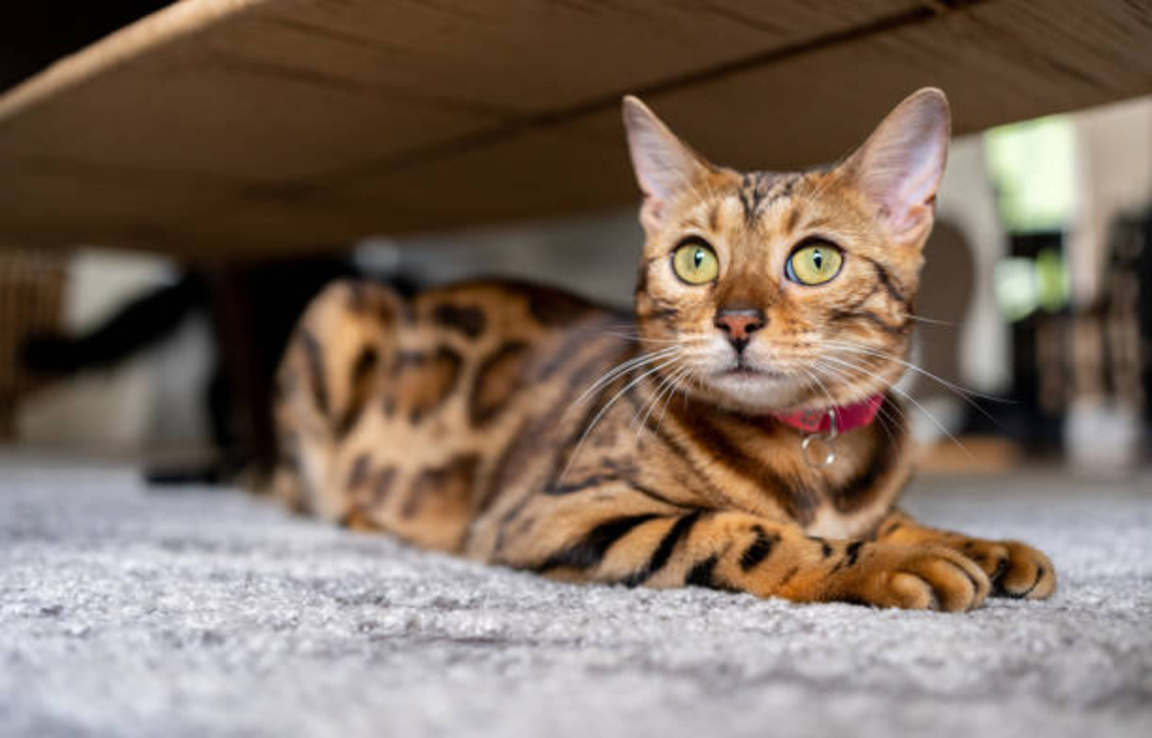chat Bengal allongé
