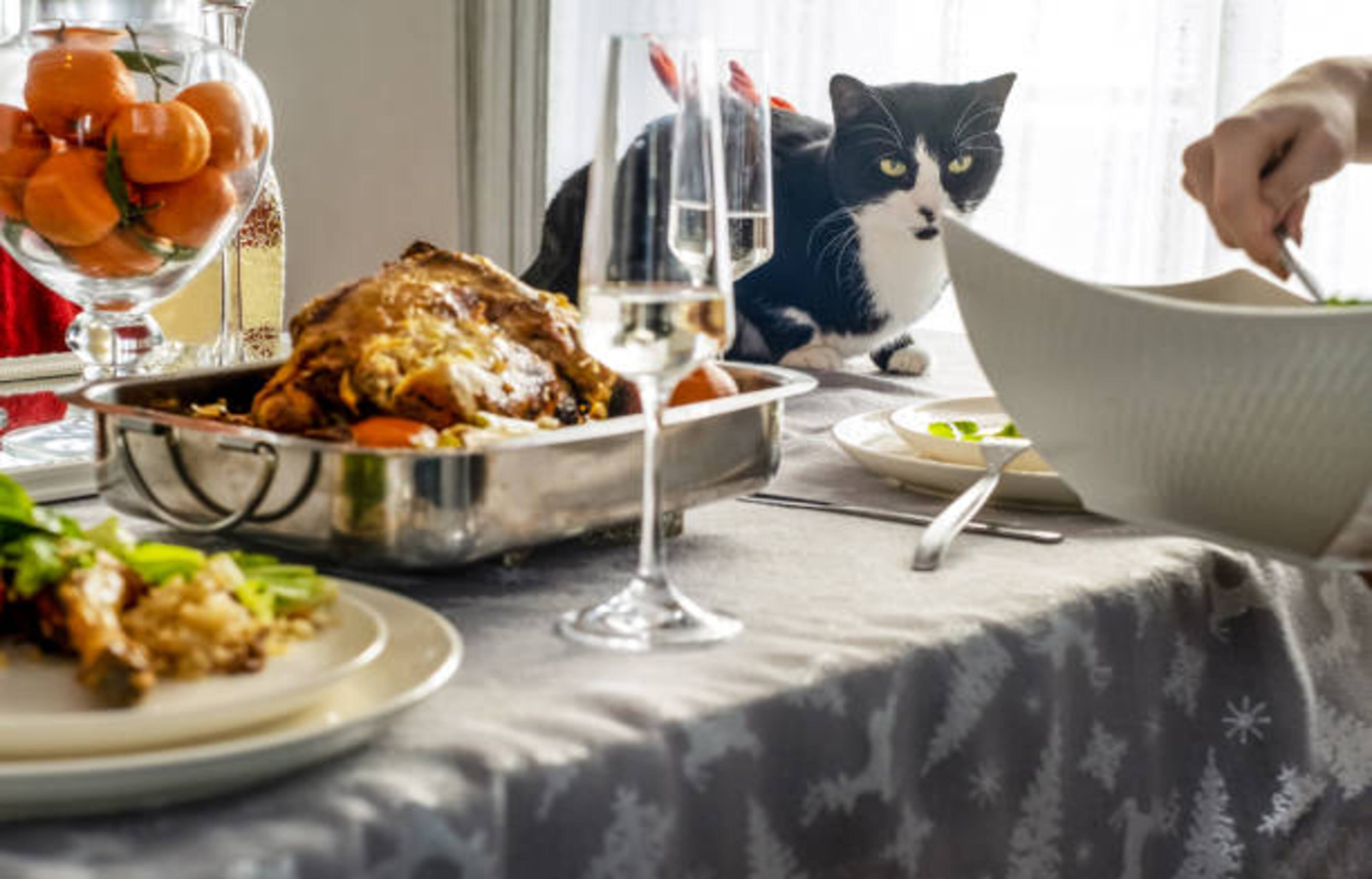 chat sur une table pendant le repas du réveillon