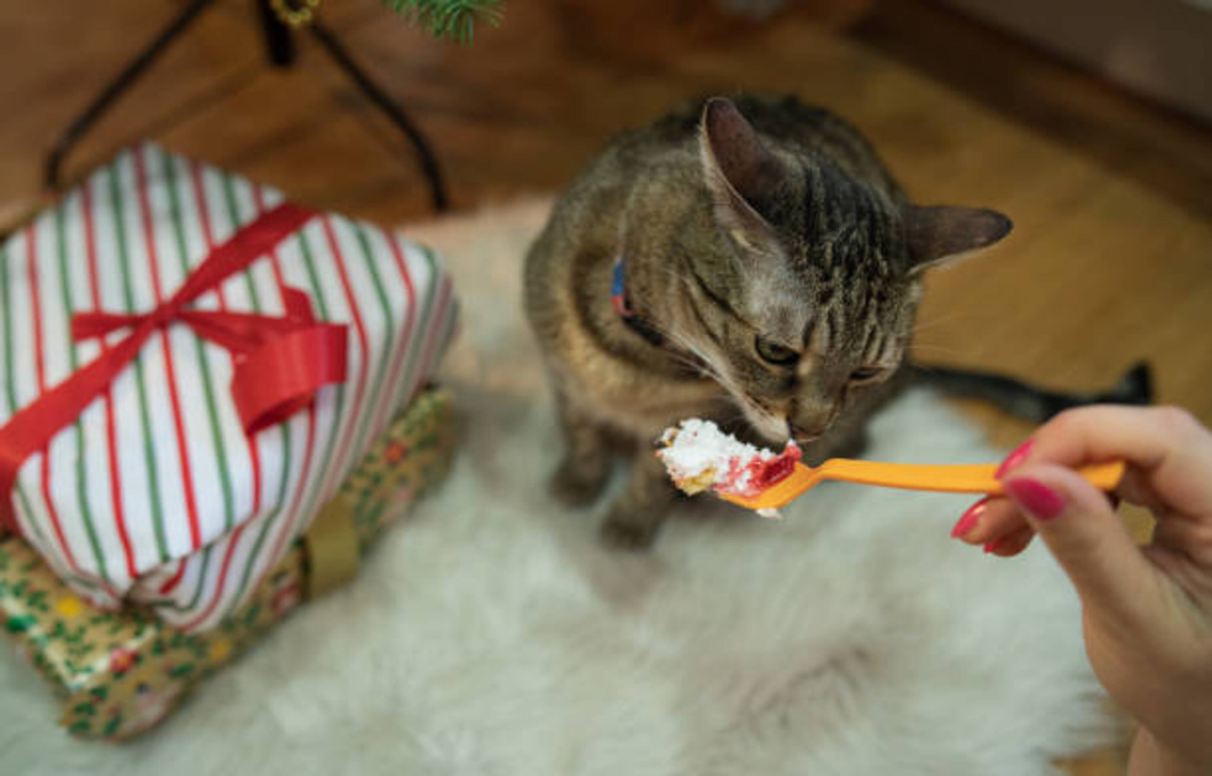femme qui donne un morceau de gateau de Noël sur une fourchette à un chat