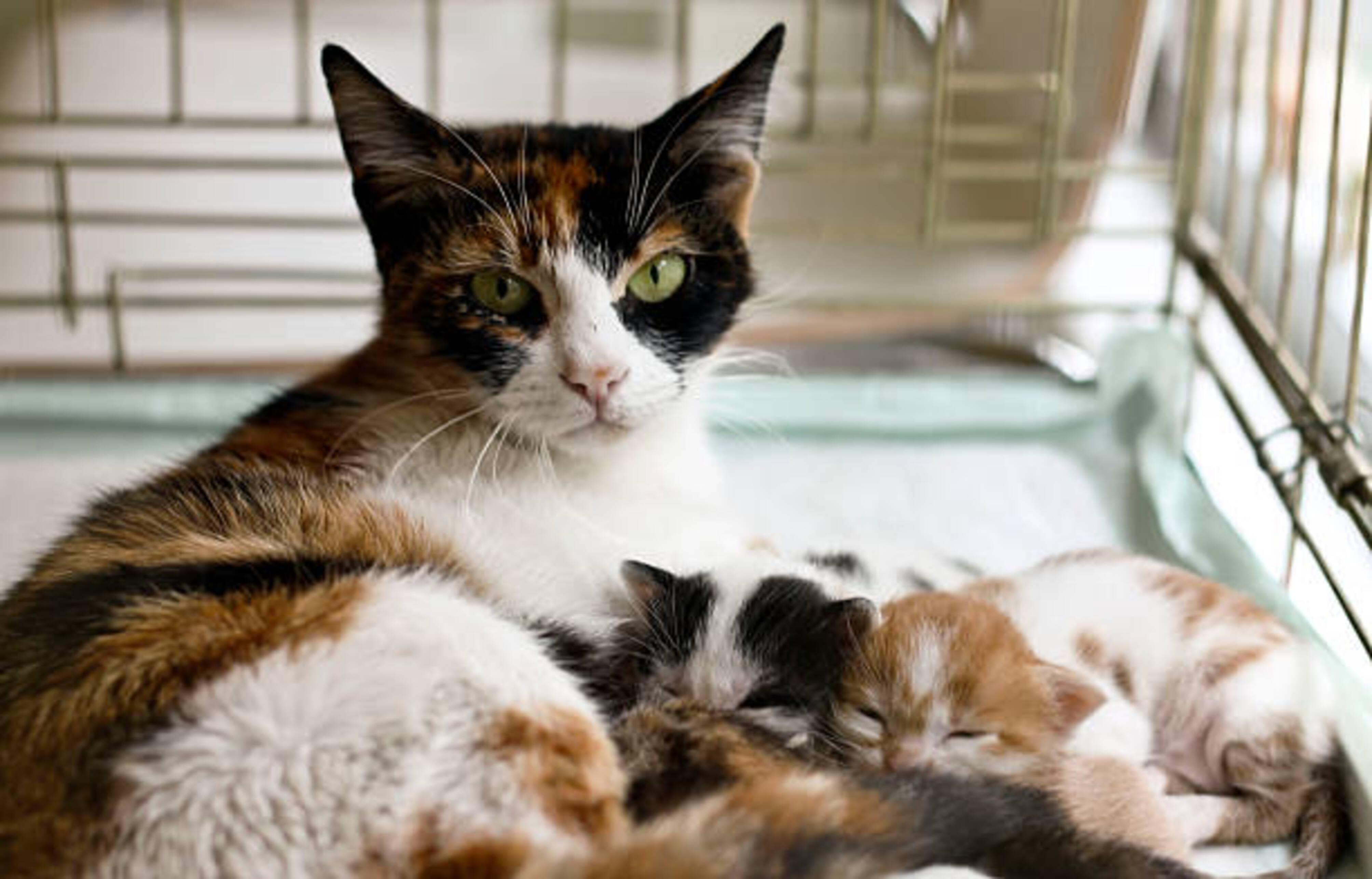 chatte avec ses chatons dans une cage