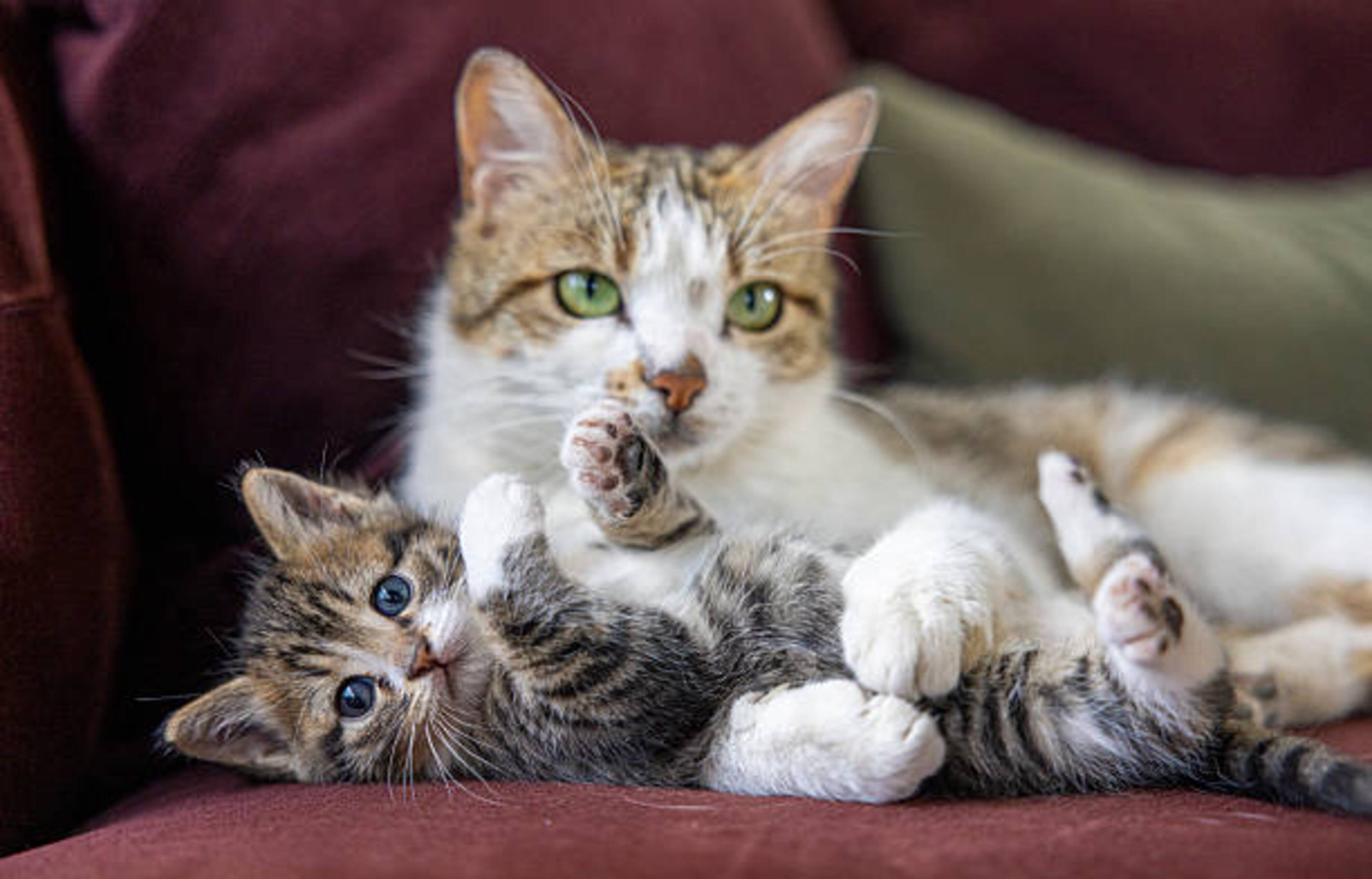 Chatte avec son chaton