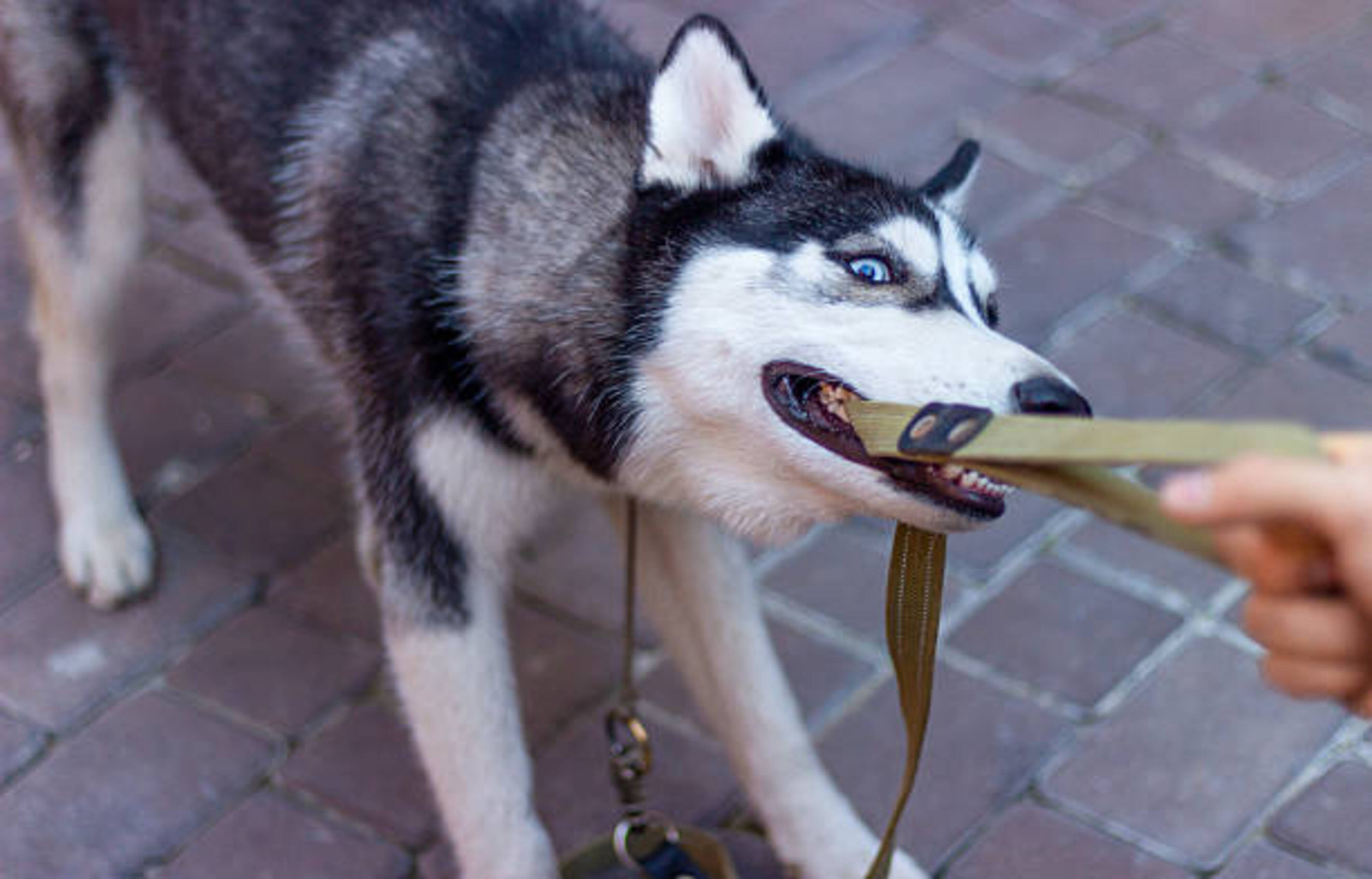 chien qui mord la laisse tenue par un humain