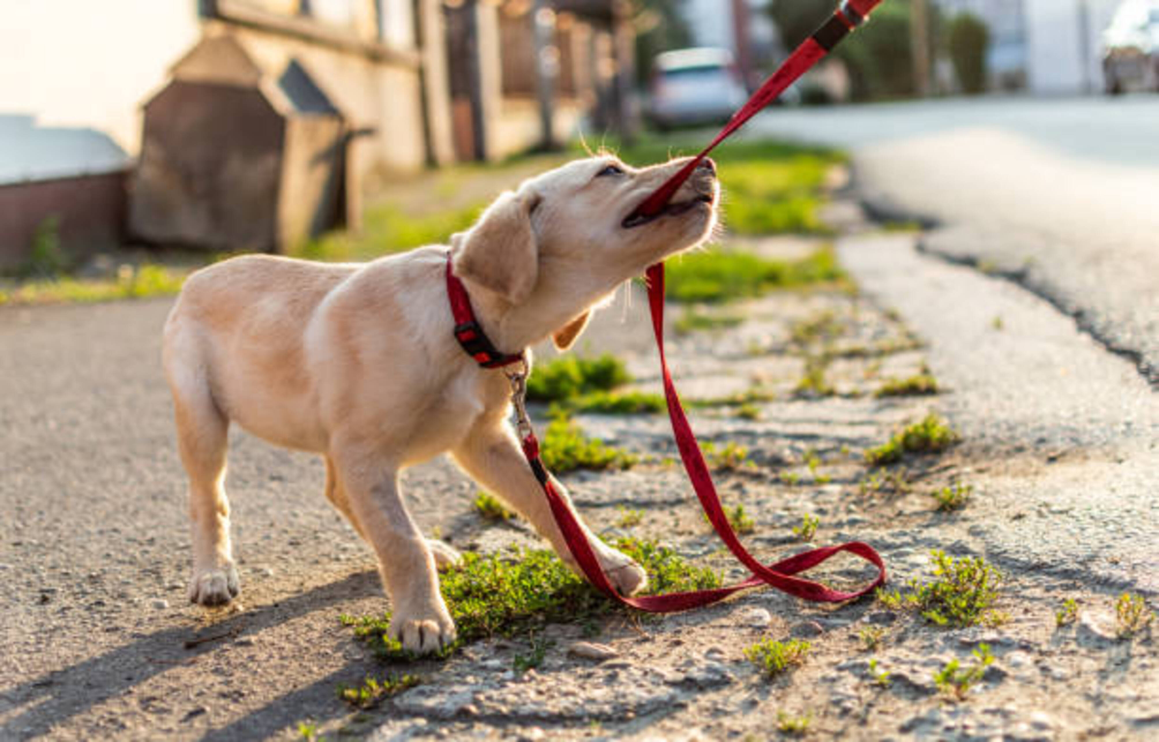 chien qui mord sa laisse en balade