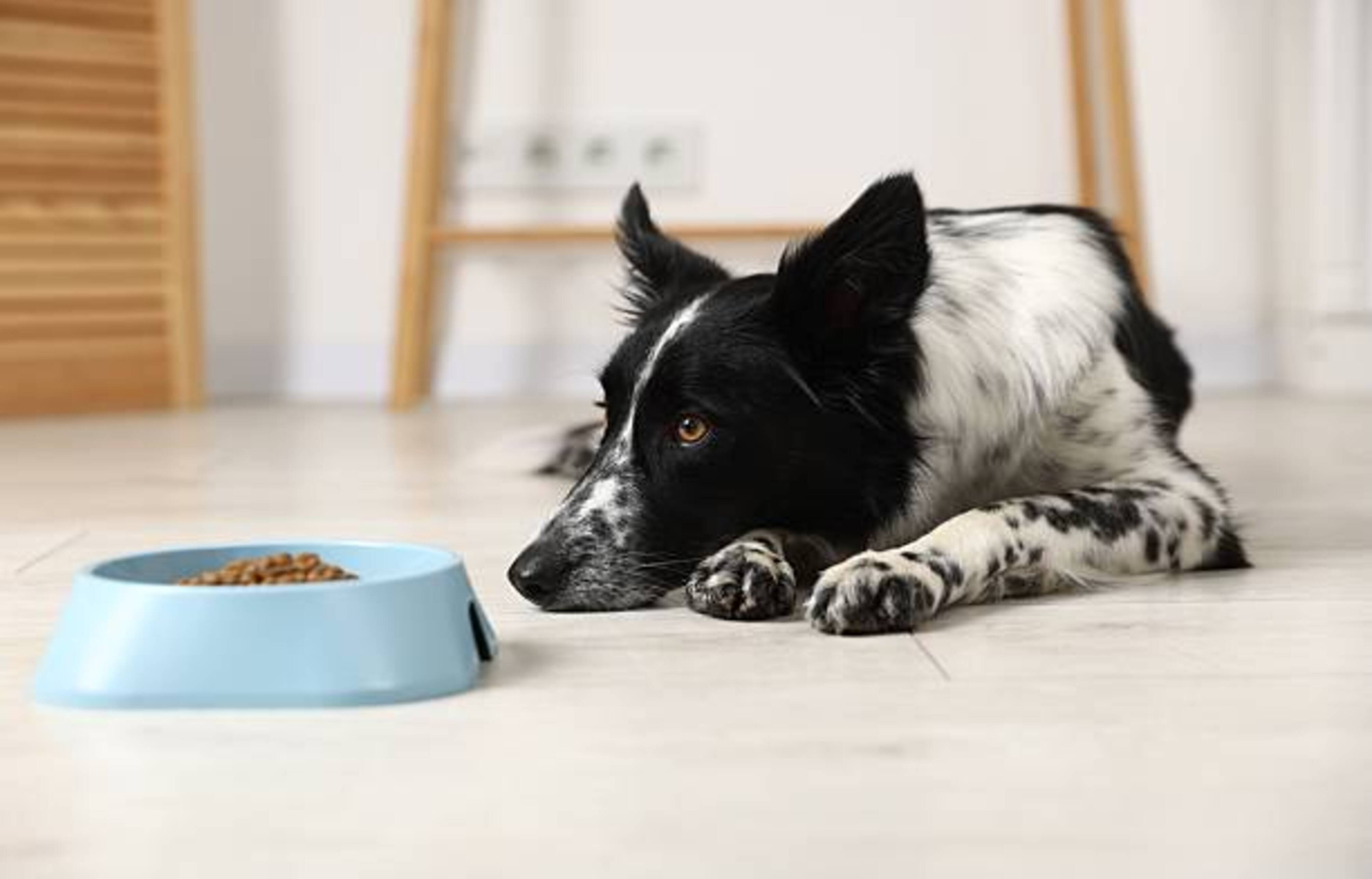 chien allongé devient sa gamelle