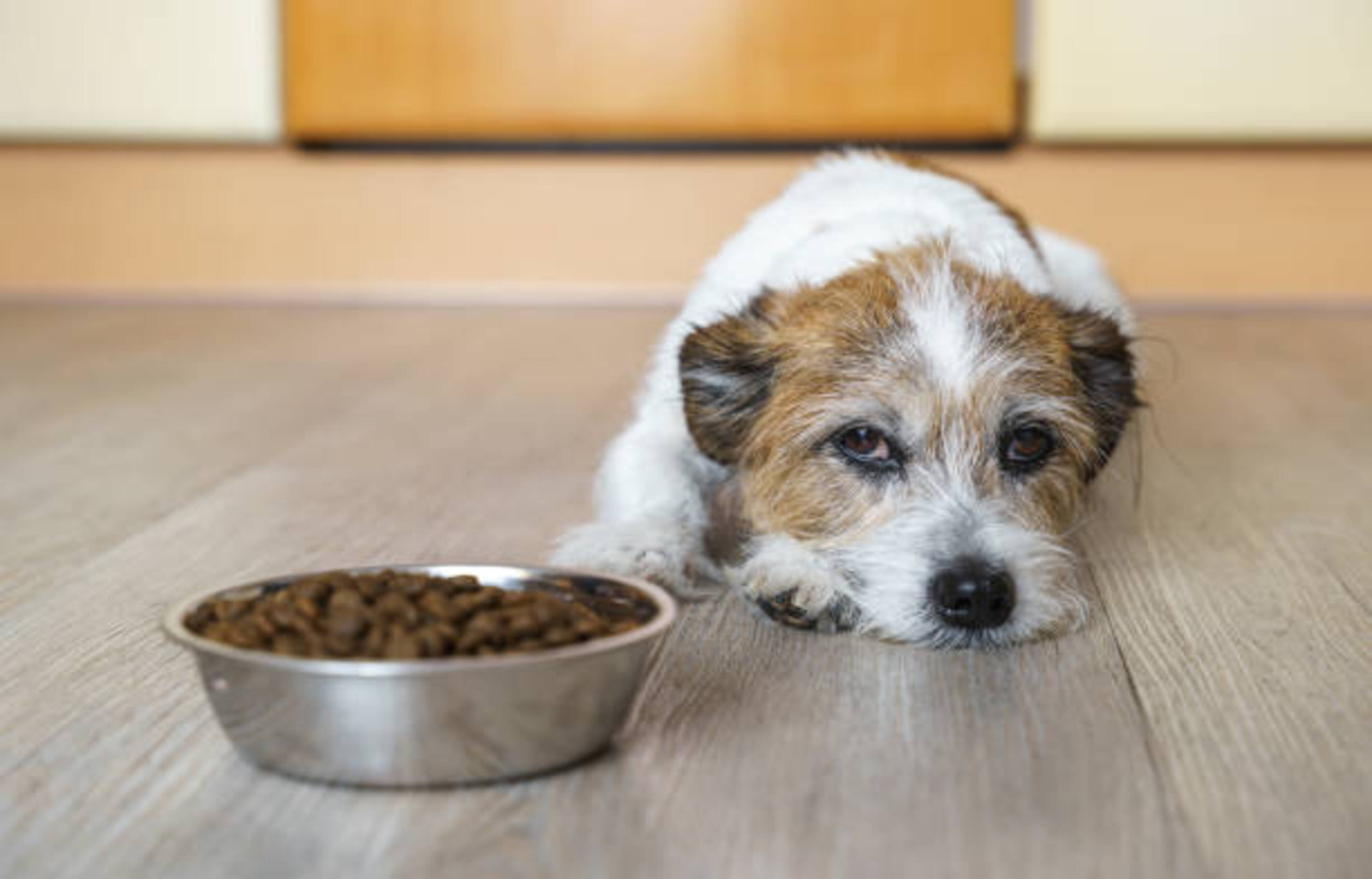 chien allongé devant sa gamelle remplie et qui ne mange pas