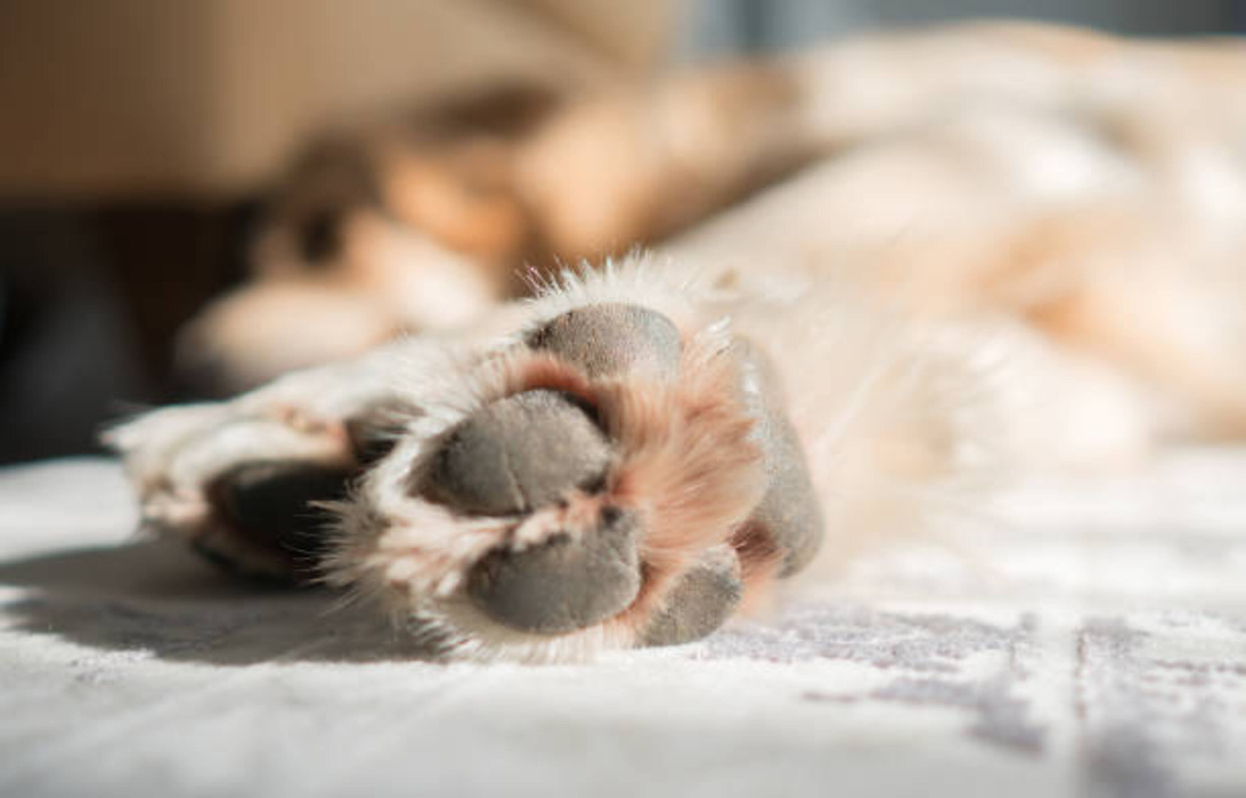 coussinets d'un chien en train de dormir