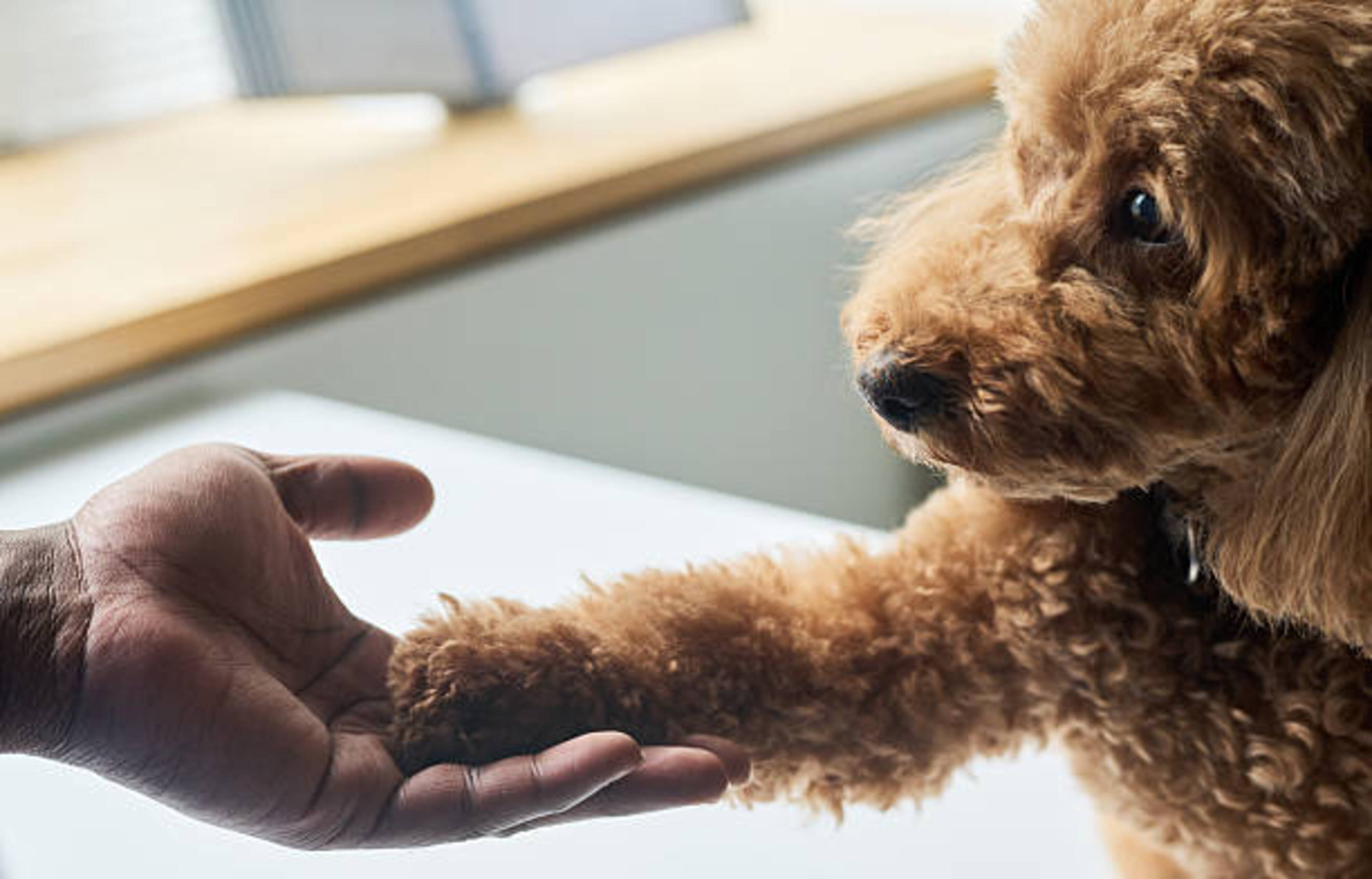 caniche qui pse sa patte dans la main d'un homme