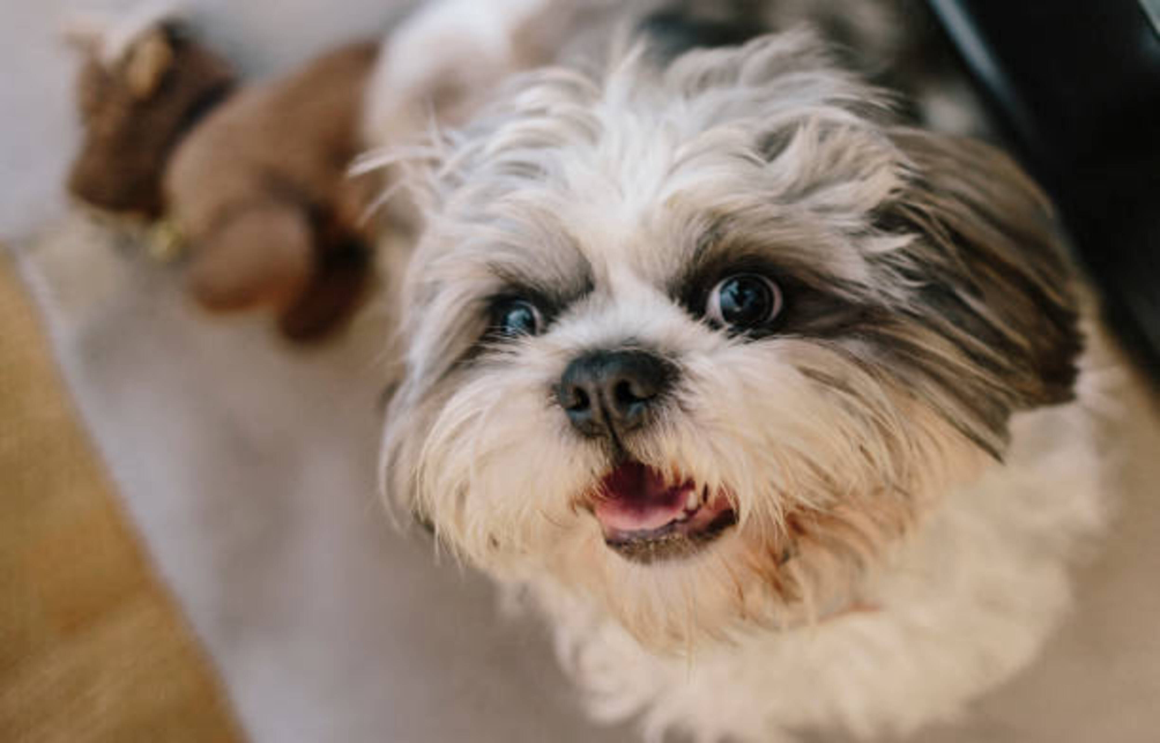 SHI TZU qui nous regarde