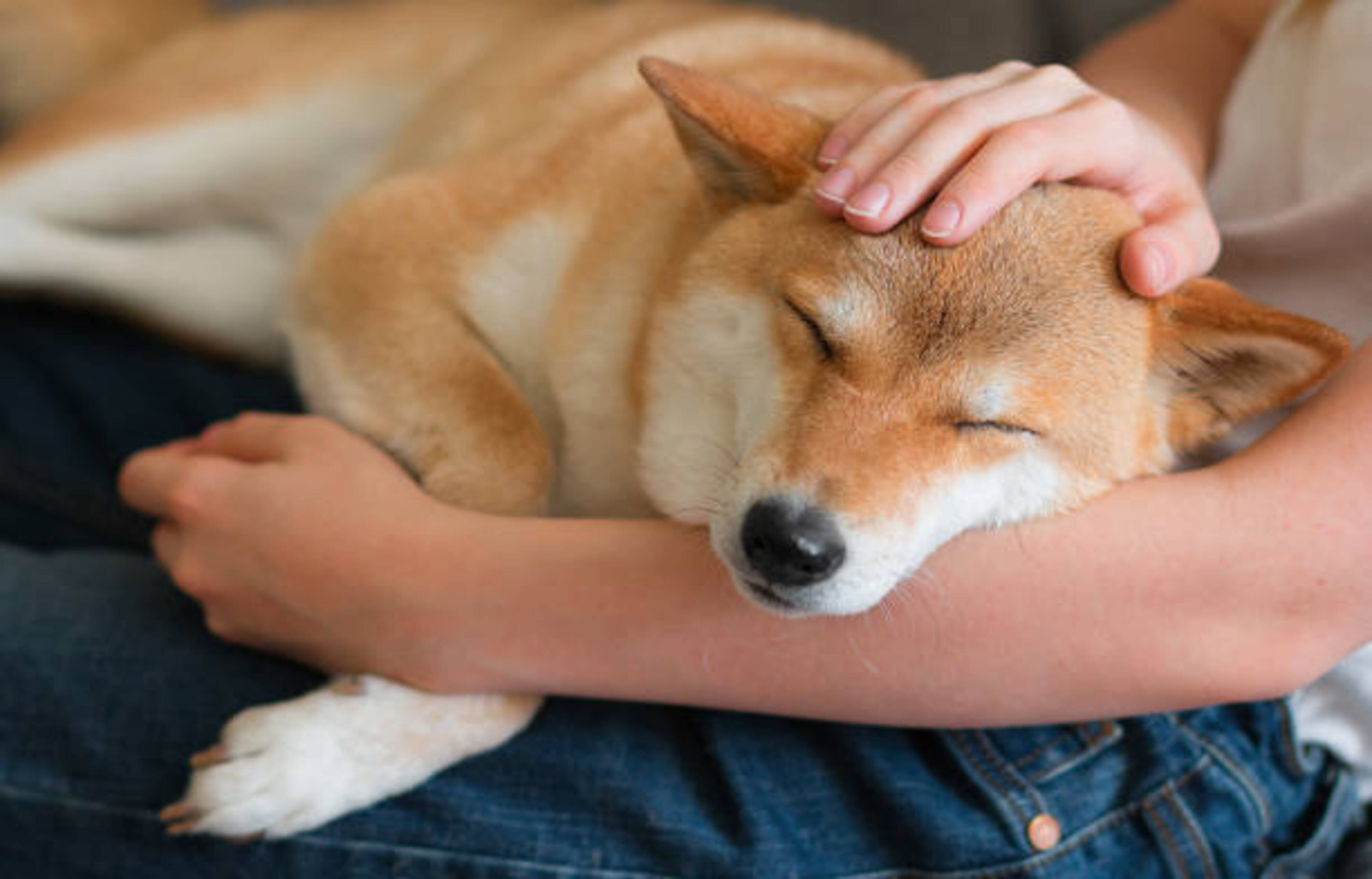 personne qui caresse un shiba inu