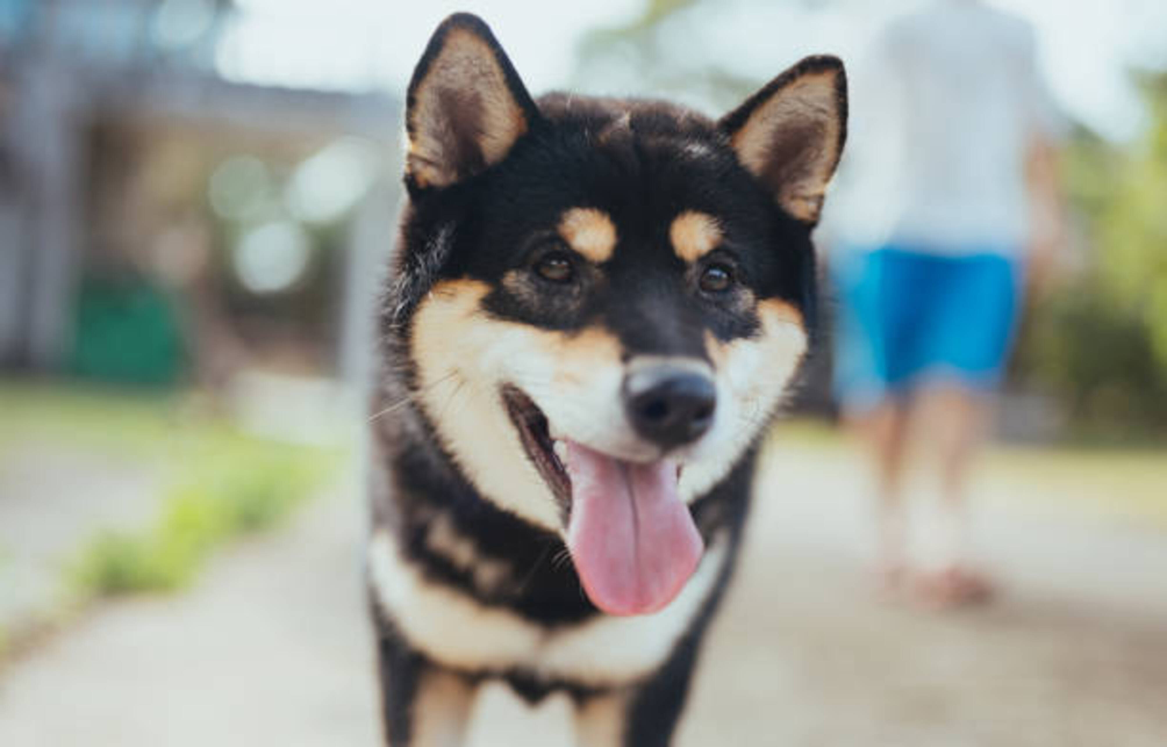 personne qui promène un Shiba Inu