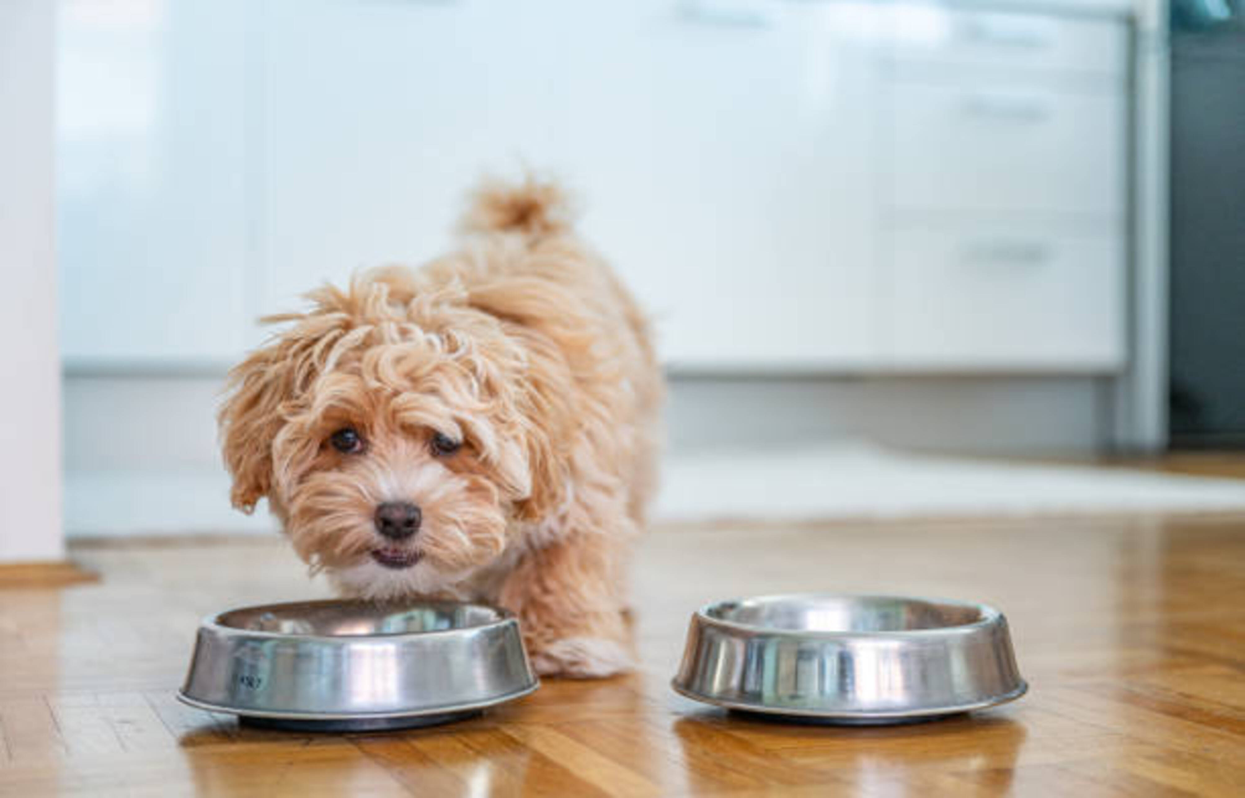 chien qui mange dans une gamelle dans la cuisine
