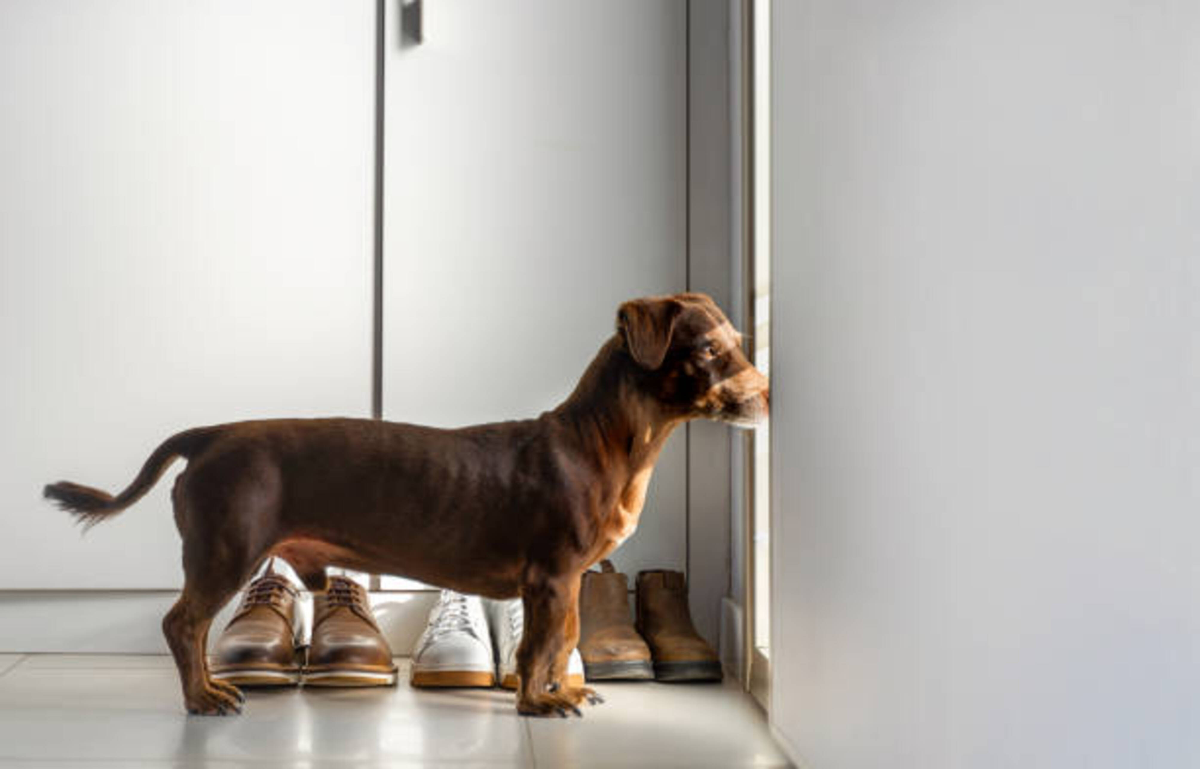 chien qui arttend son humain devant la porte