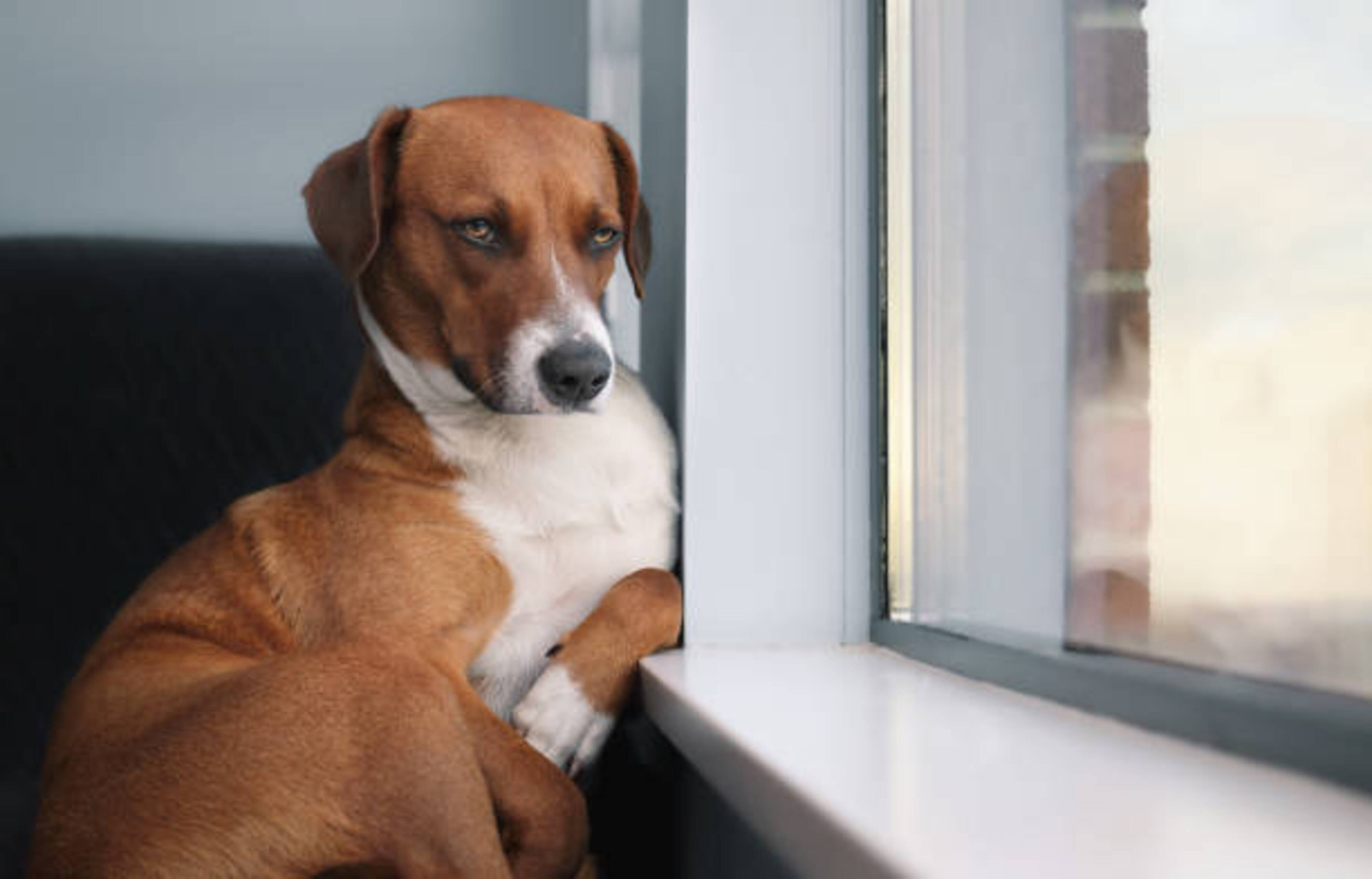 chien qui attend le retour de ses humains en regardant par la fenêtre