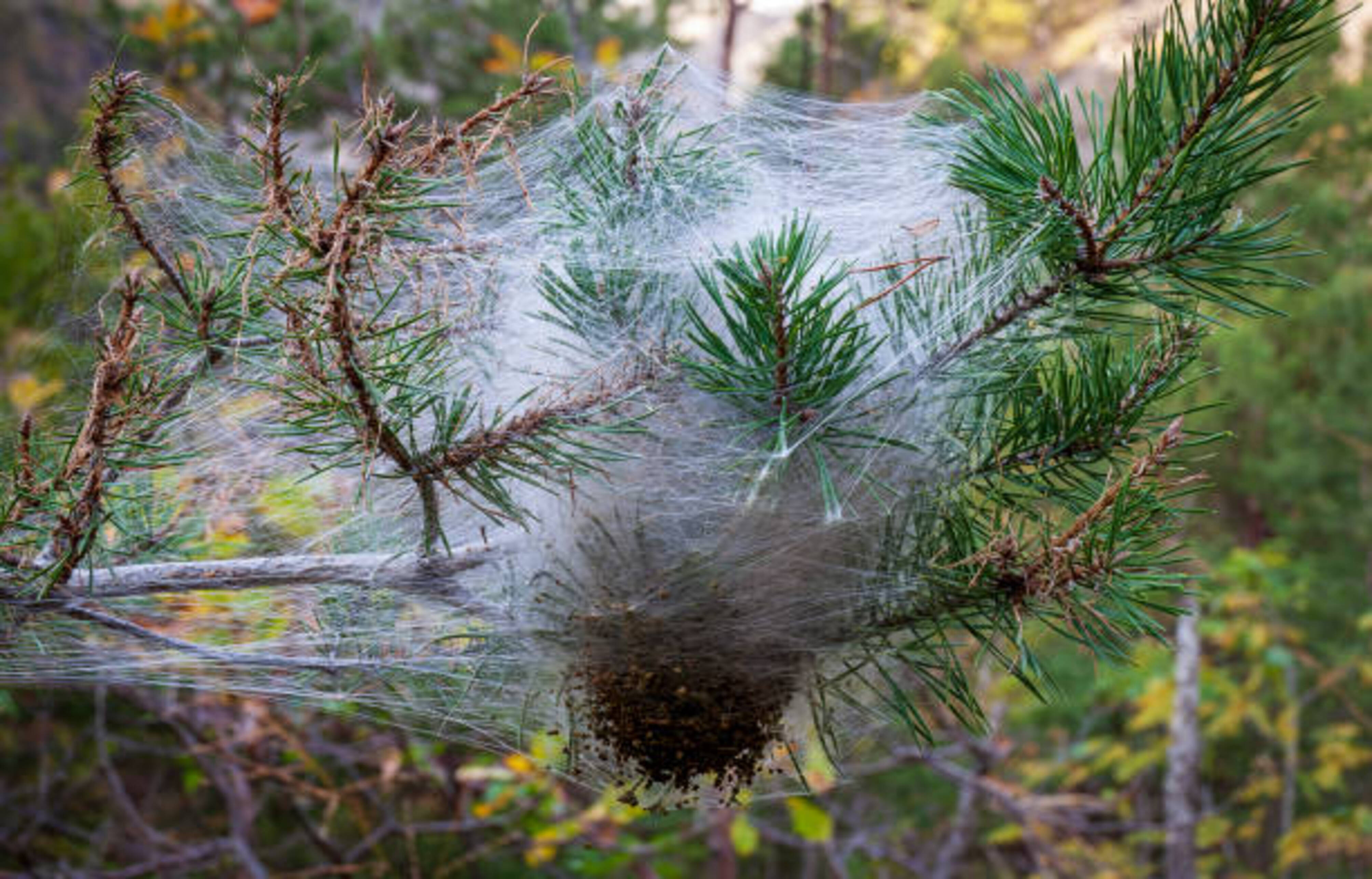 nid de chenilles processionnaires