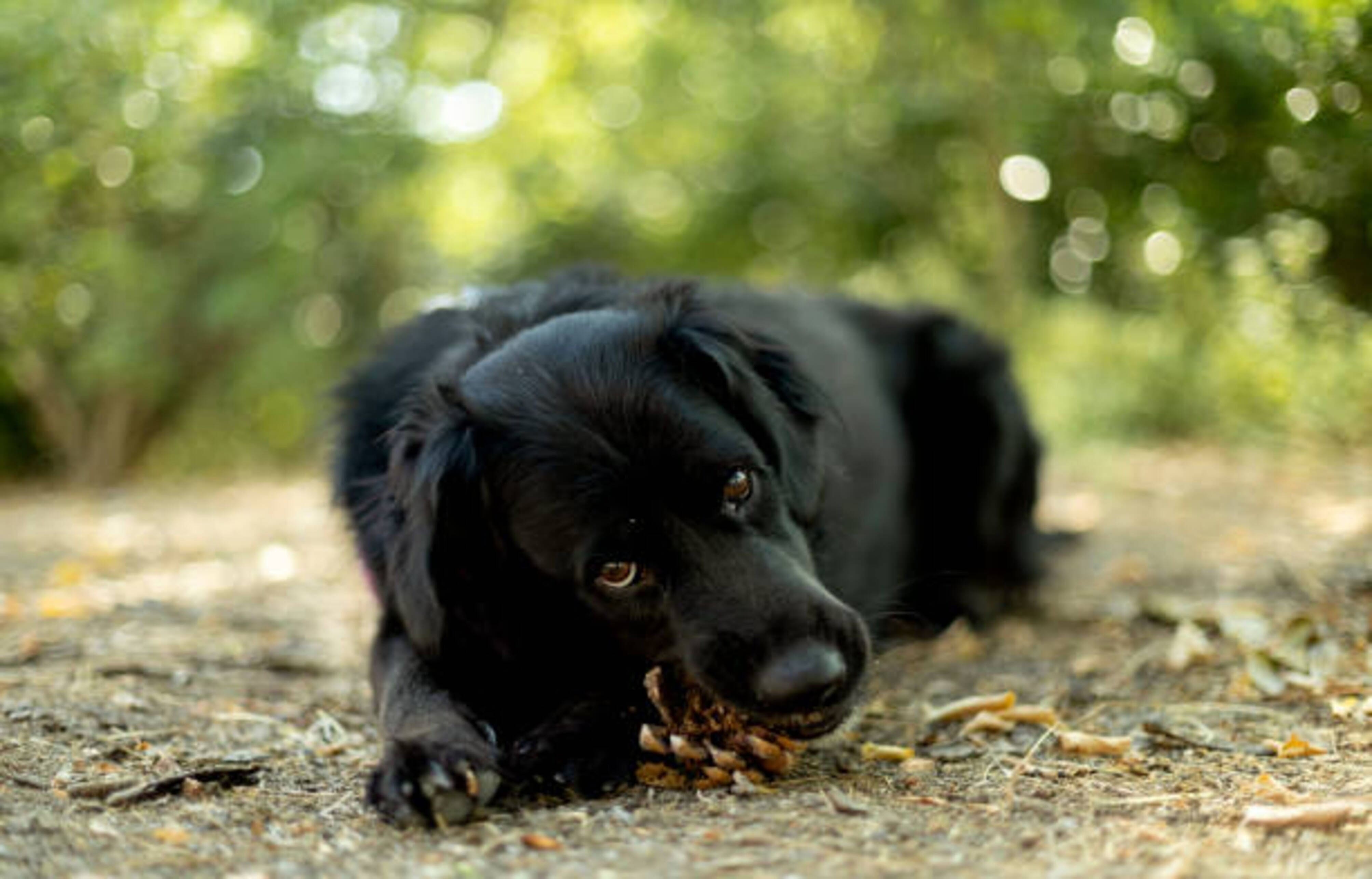 chien qui mange une pomme de pin