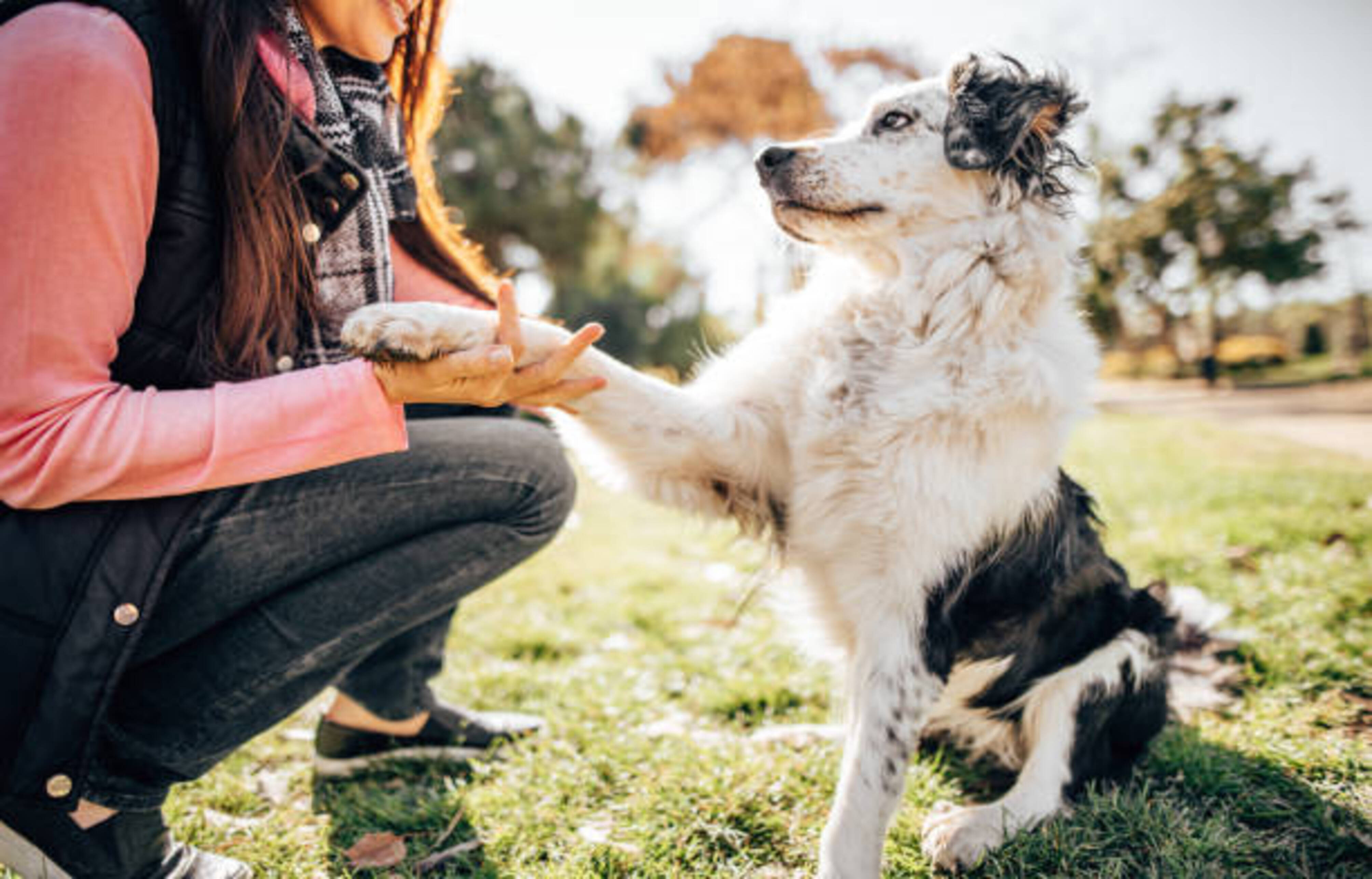 femme qui eduque un chien à donner sa patte