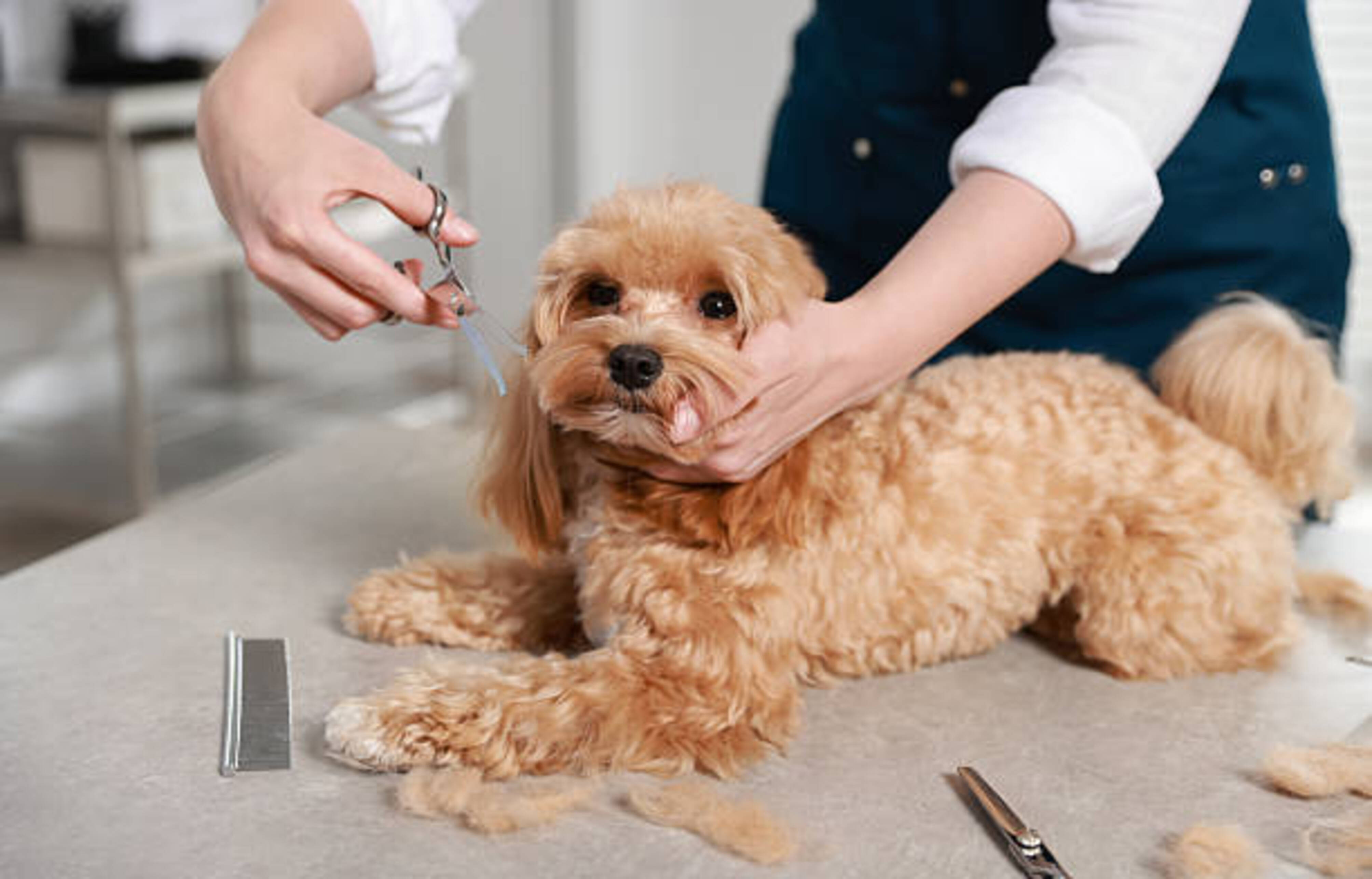 dame qui toilette un chien