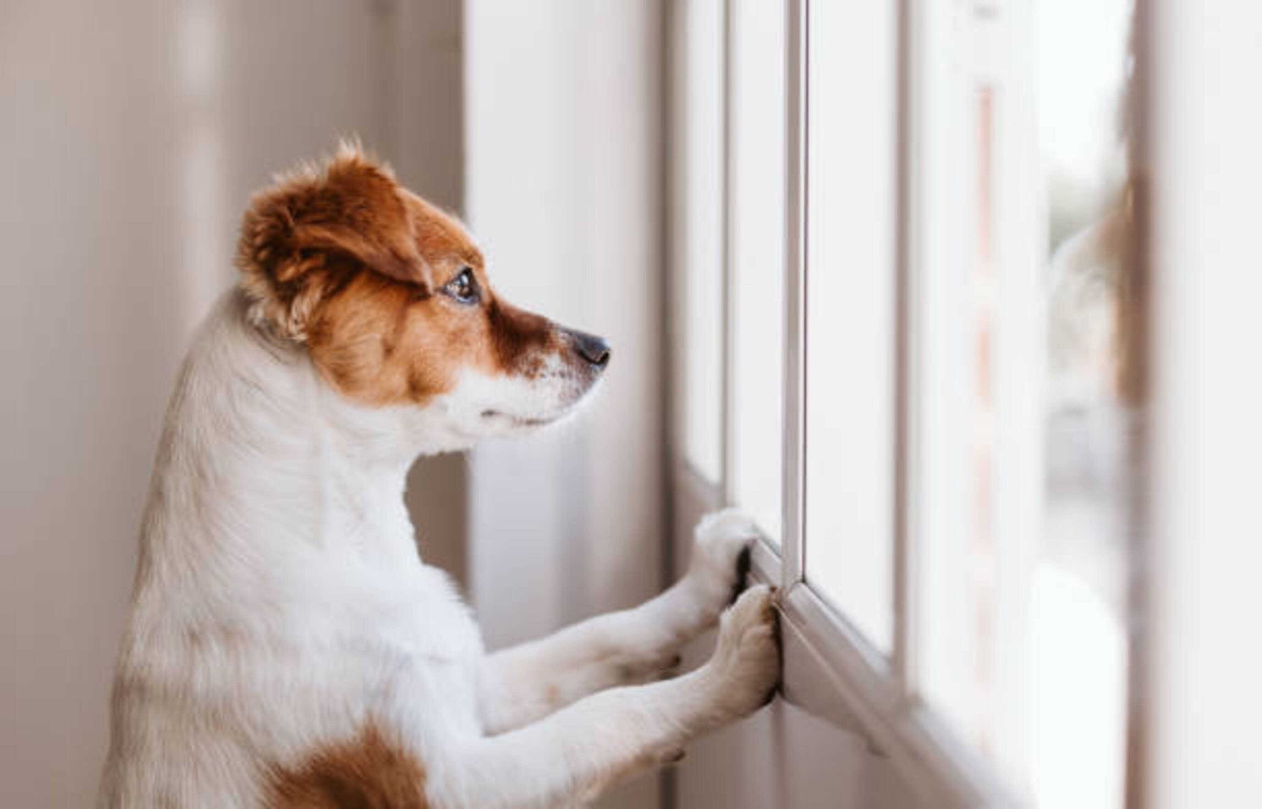 chien qui attend retour de son humain en regardant à la fenêtre