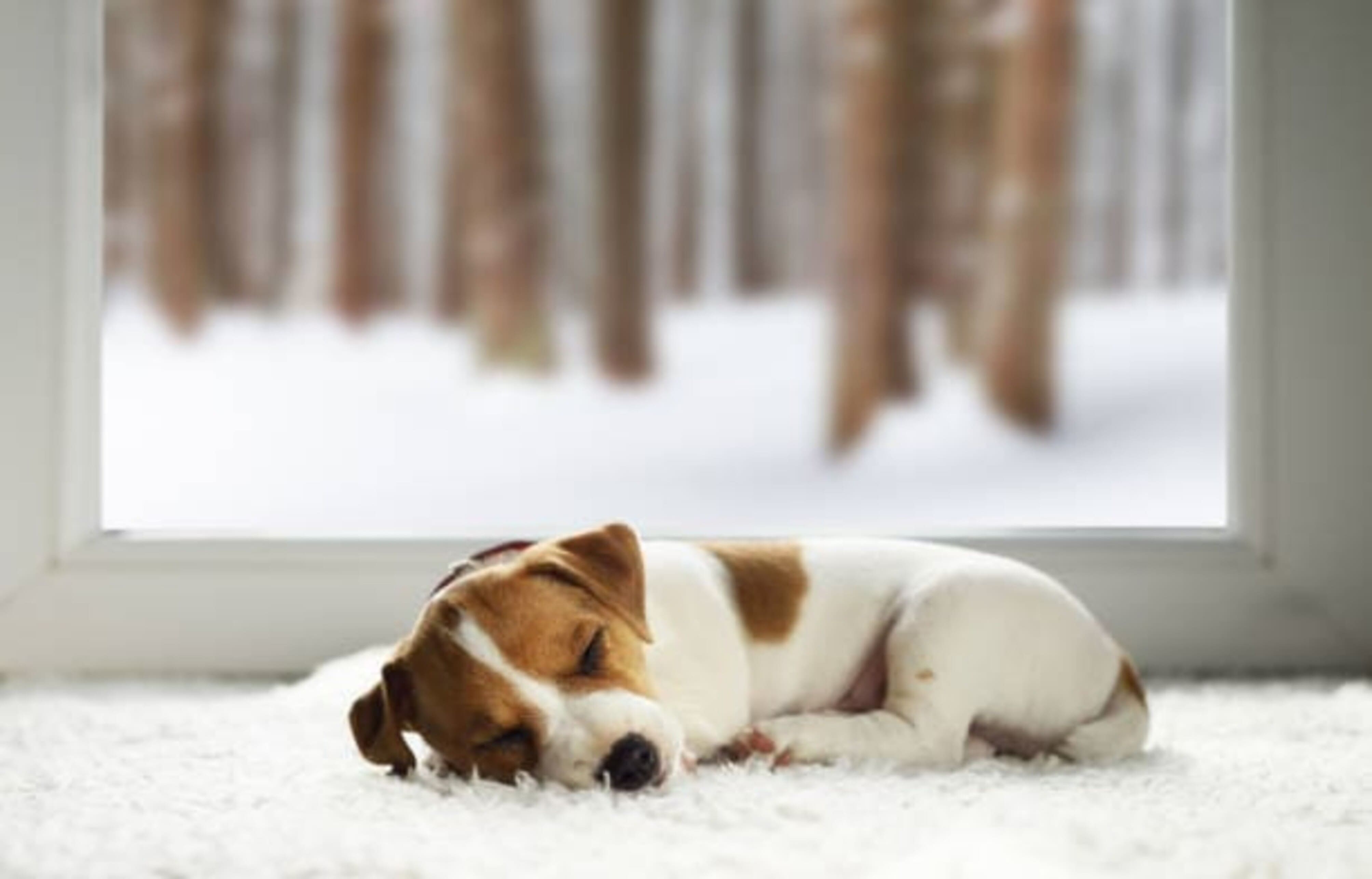 chien qui dort dans la maison alors que dehors il neige