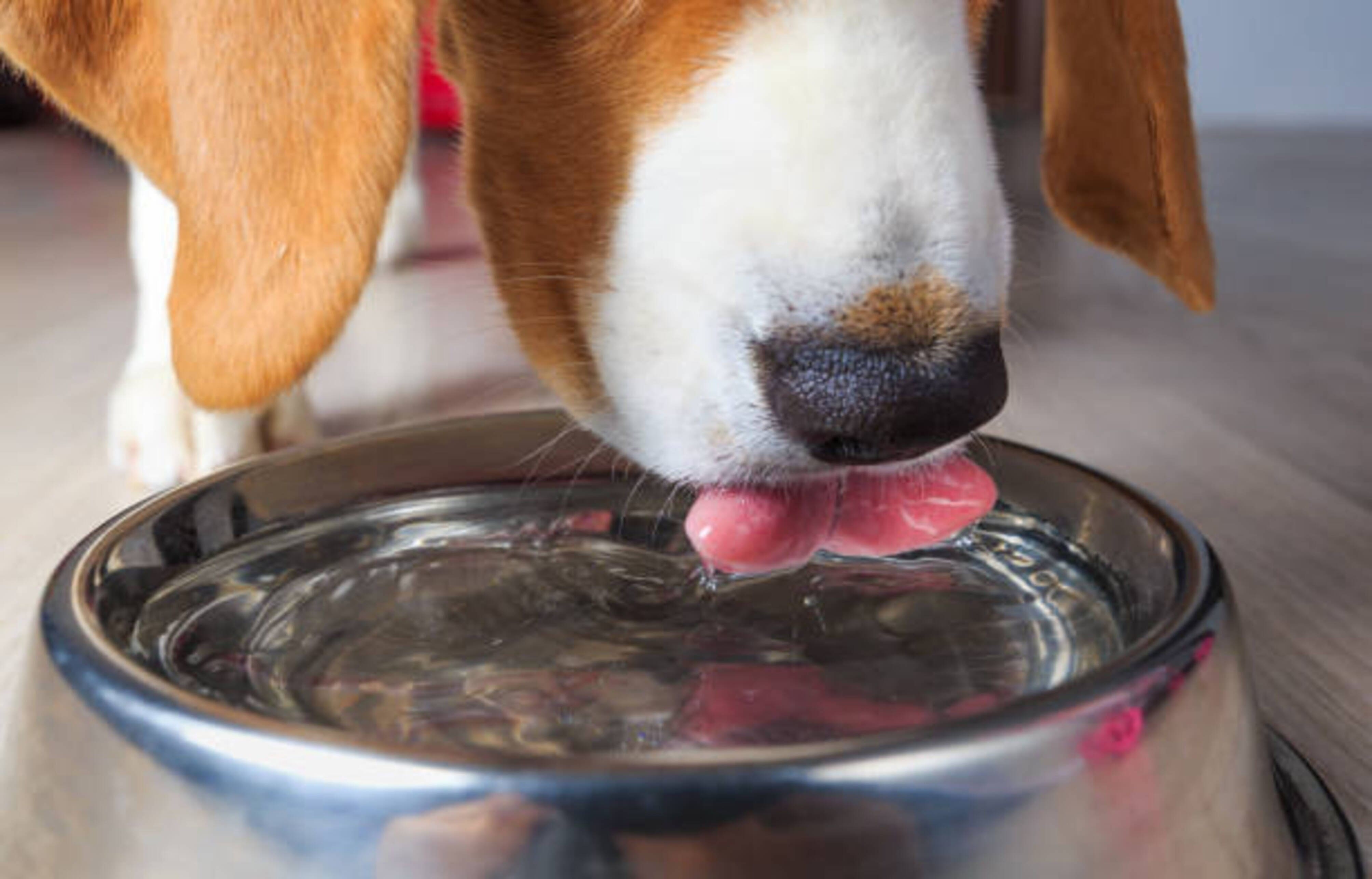 chien qui boit de l'eau dans une gamelle