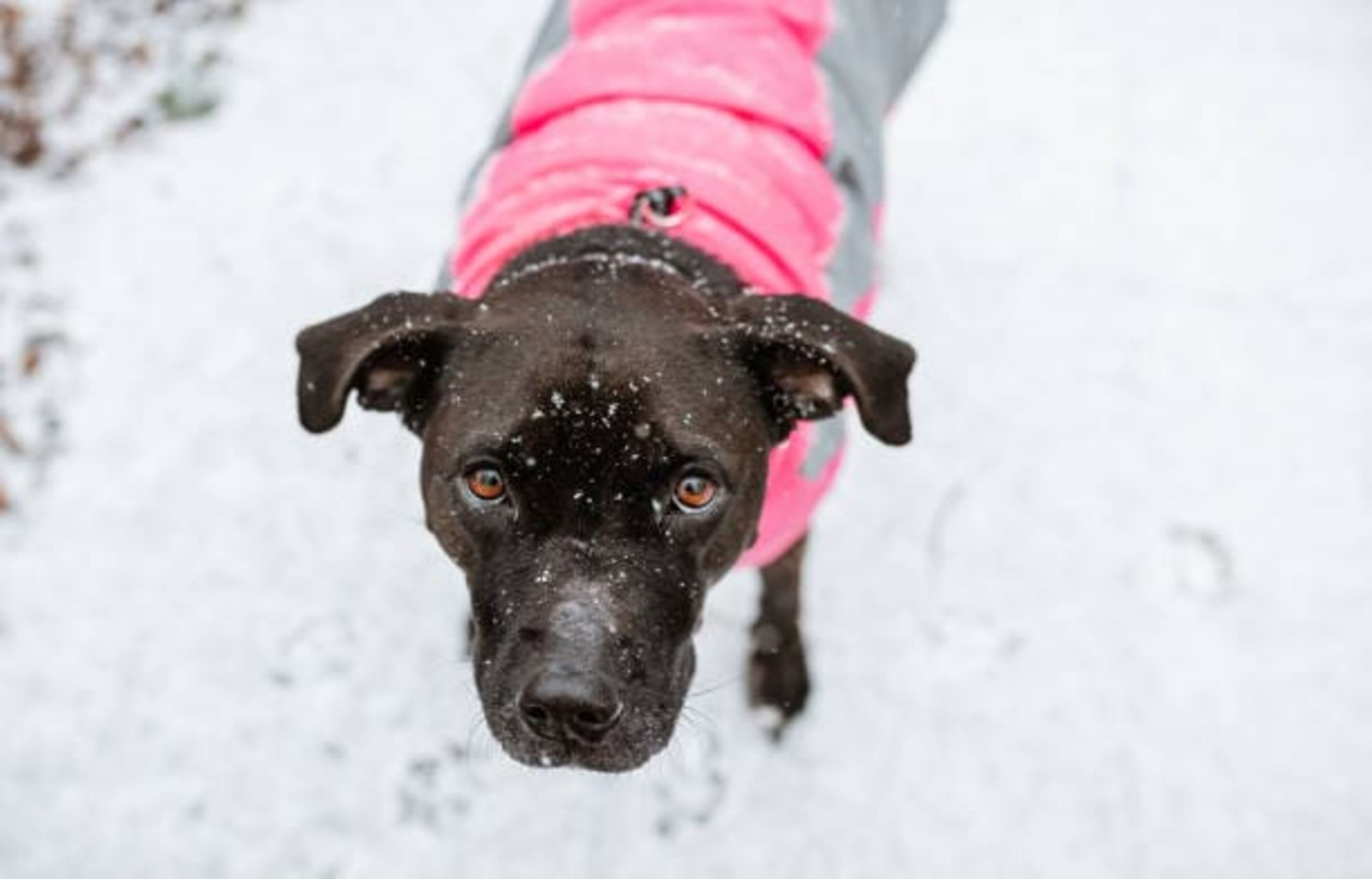 chien dans la neige avec un manteau pour chien rose