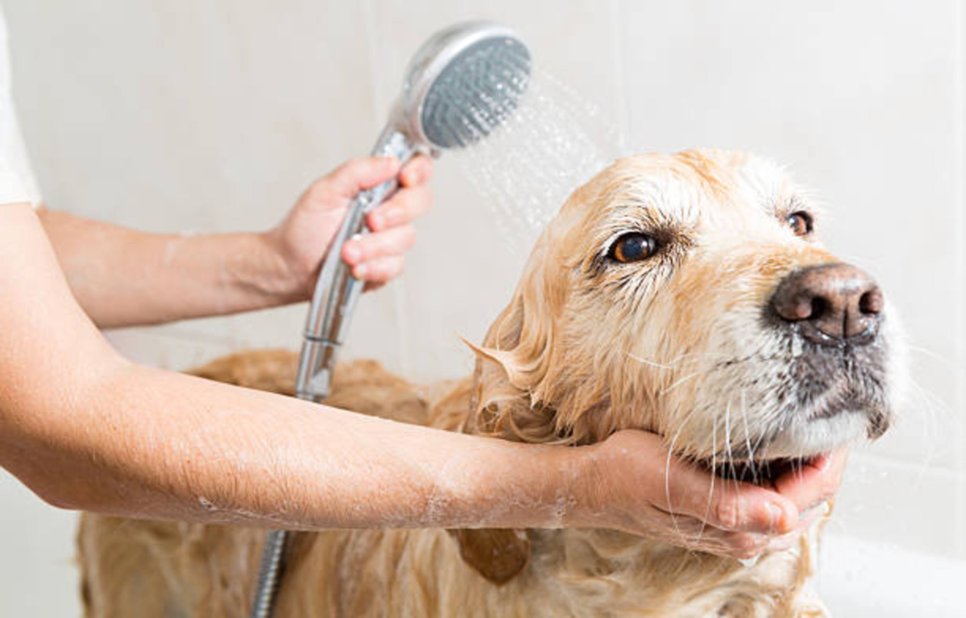 personne qui lave un chien dans une baignoire