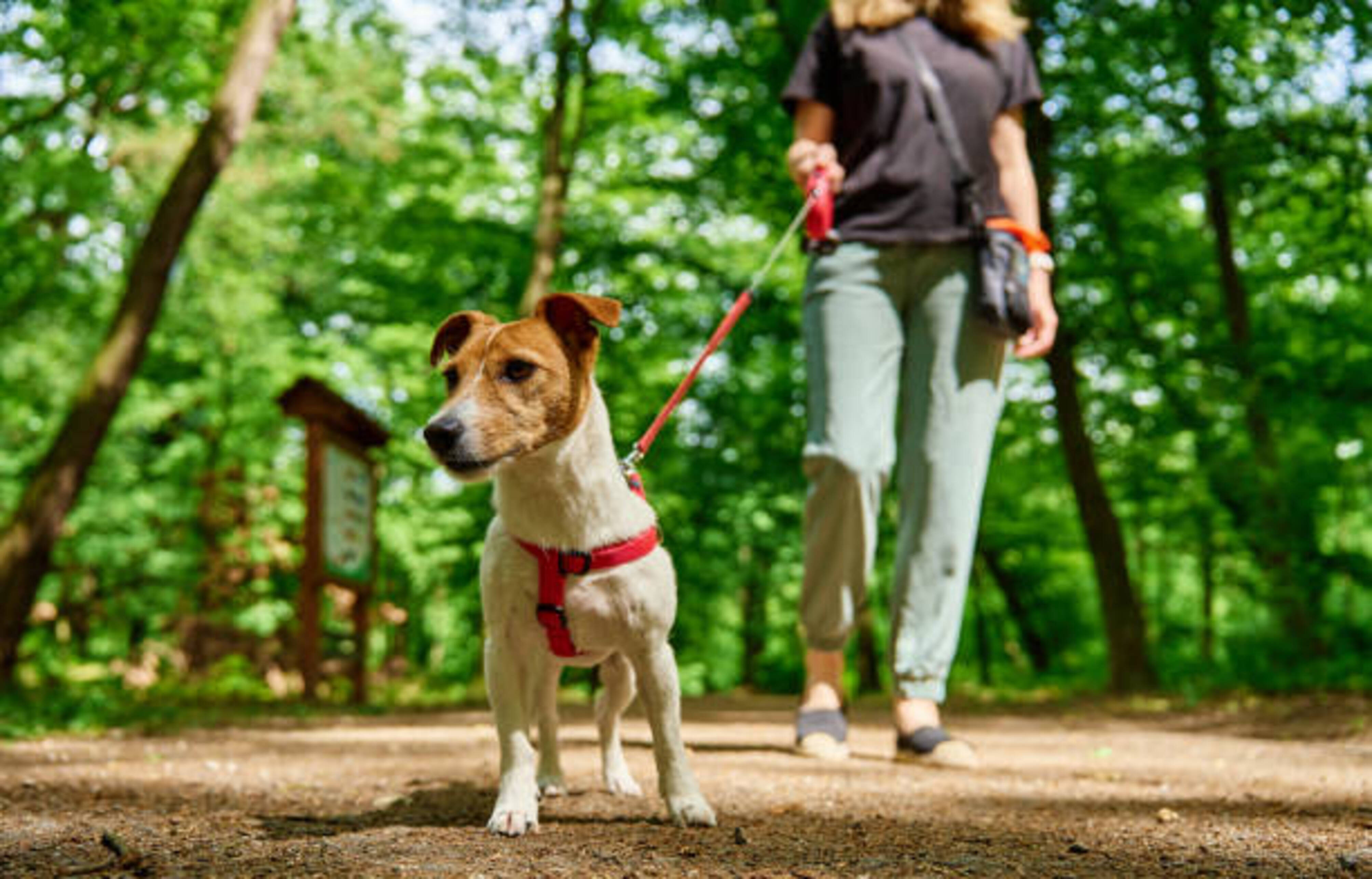 femme qui promène son chien en foret