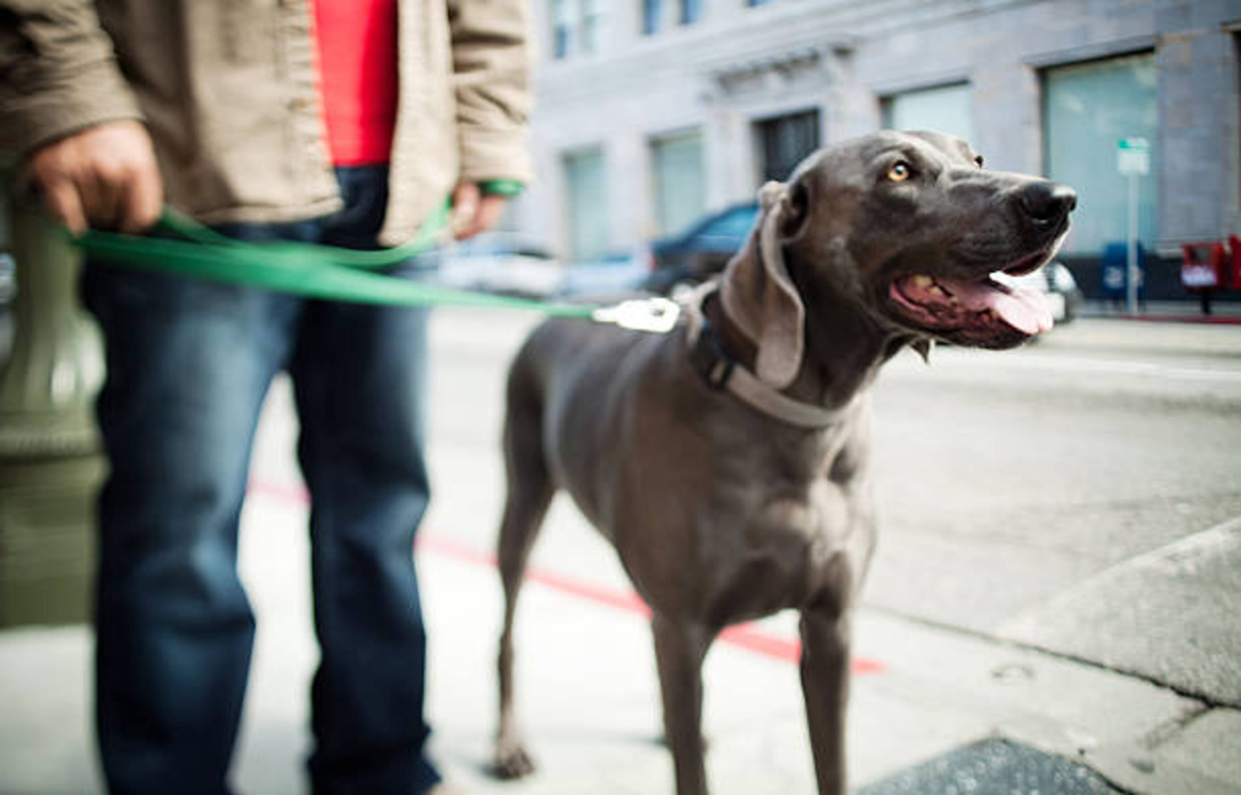 homme qui promène son chien en ville