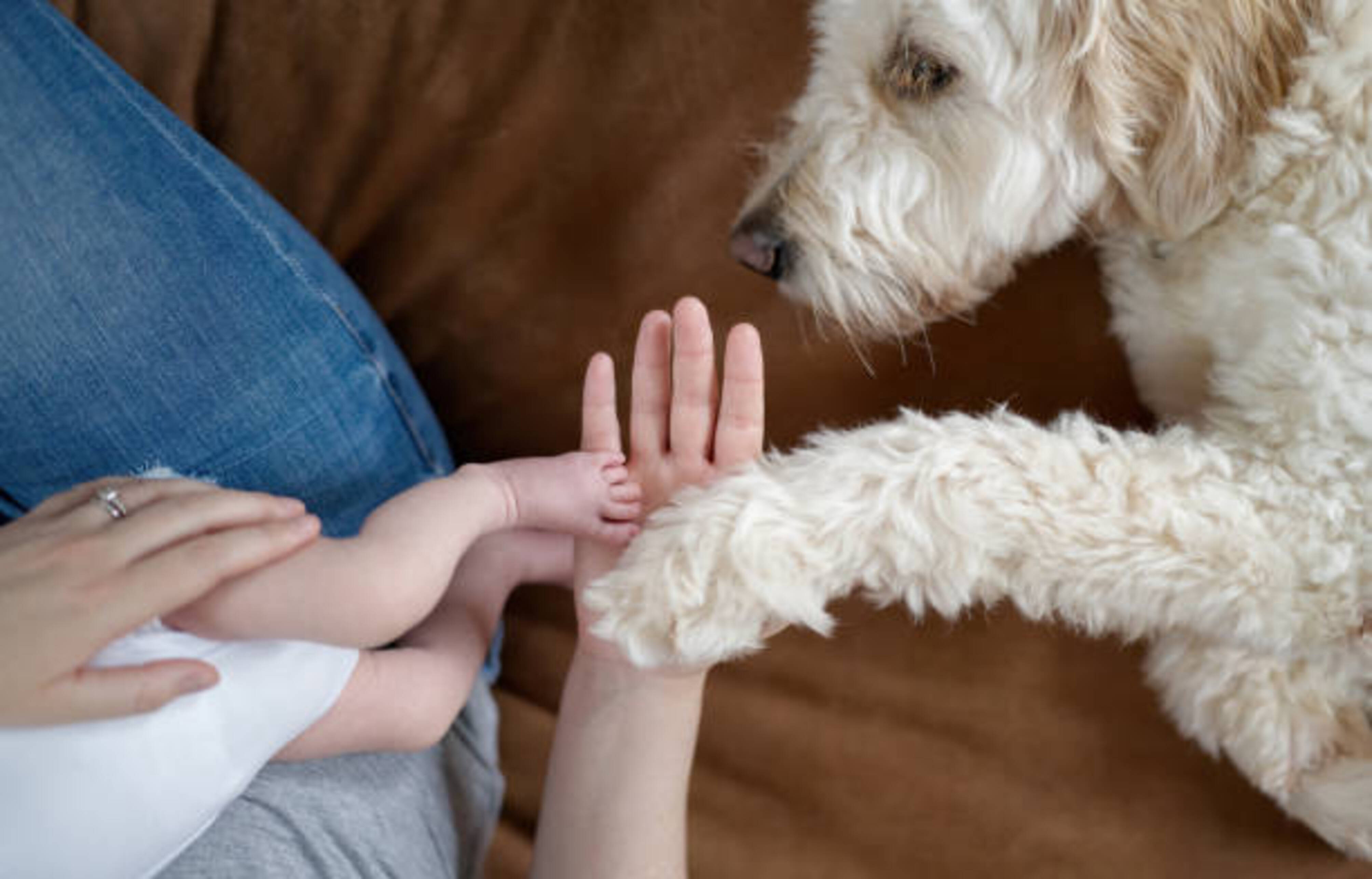 femme qui tient un bébé avec un chien à côté