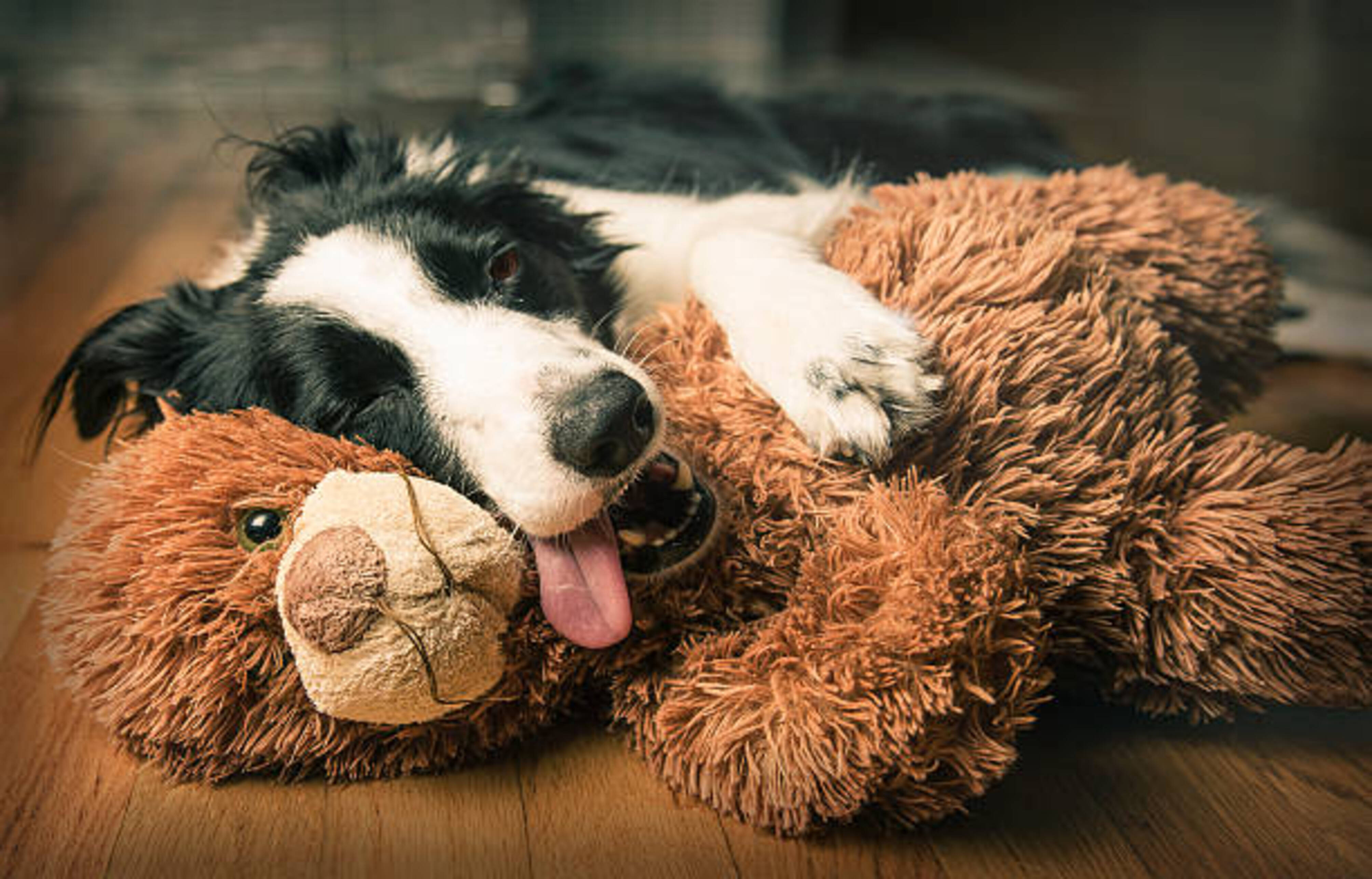 chien allongé sur une peluche avec la langue sortie