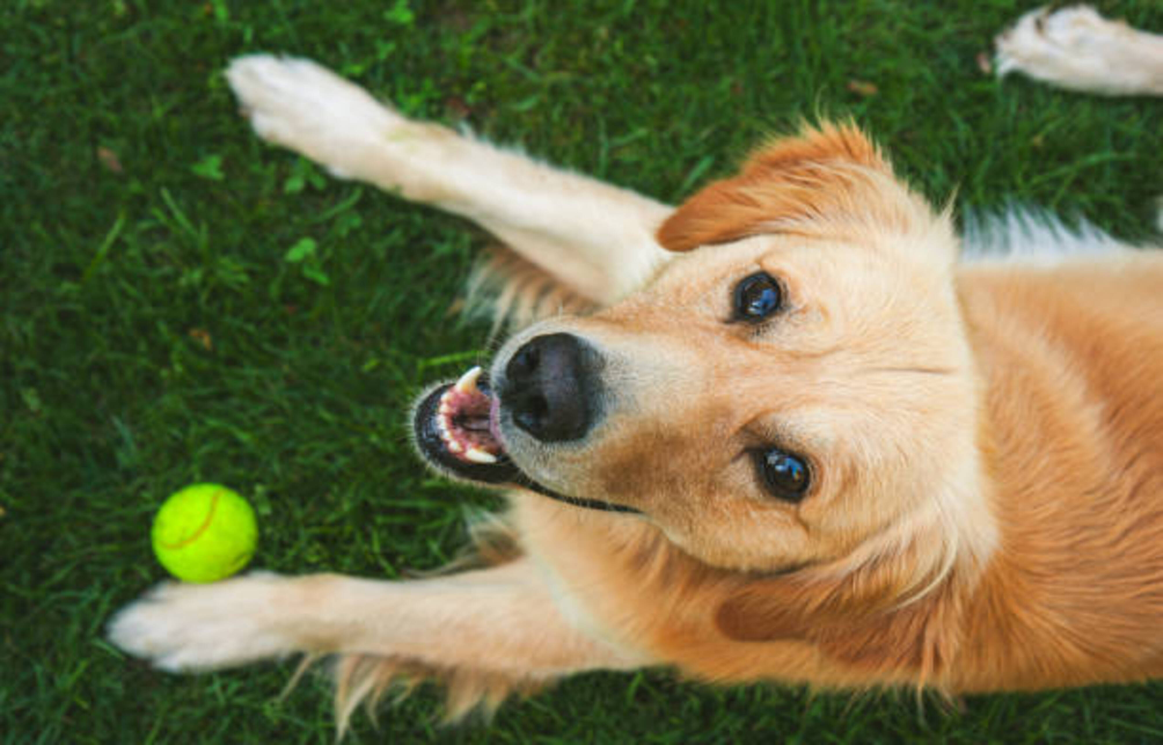 golden retriever allonger dans l'herbe avec une balle entre les pattes
