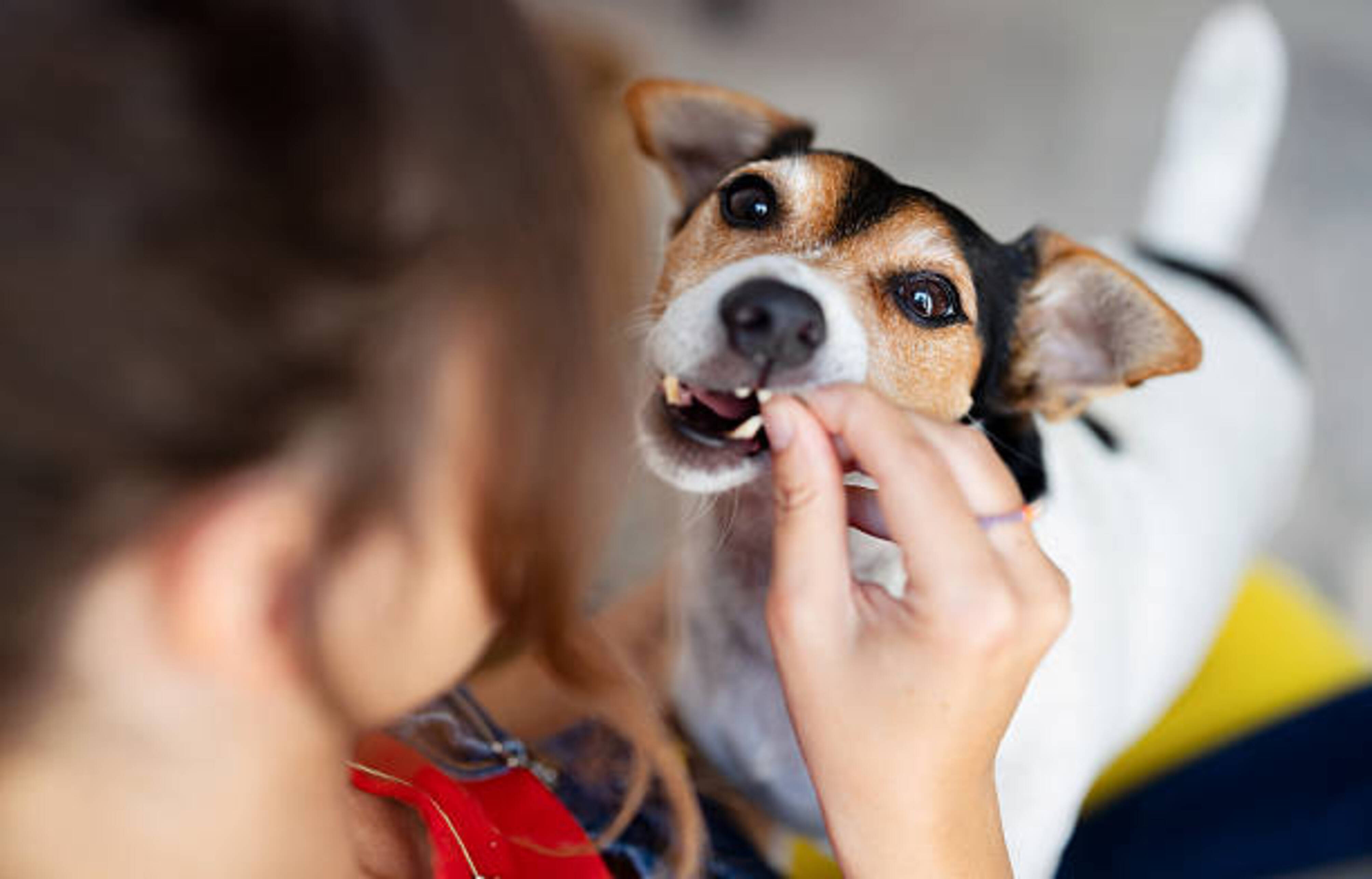 femme qui donne une friandise à un jack russel terrier