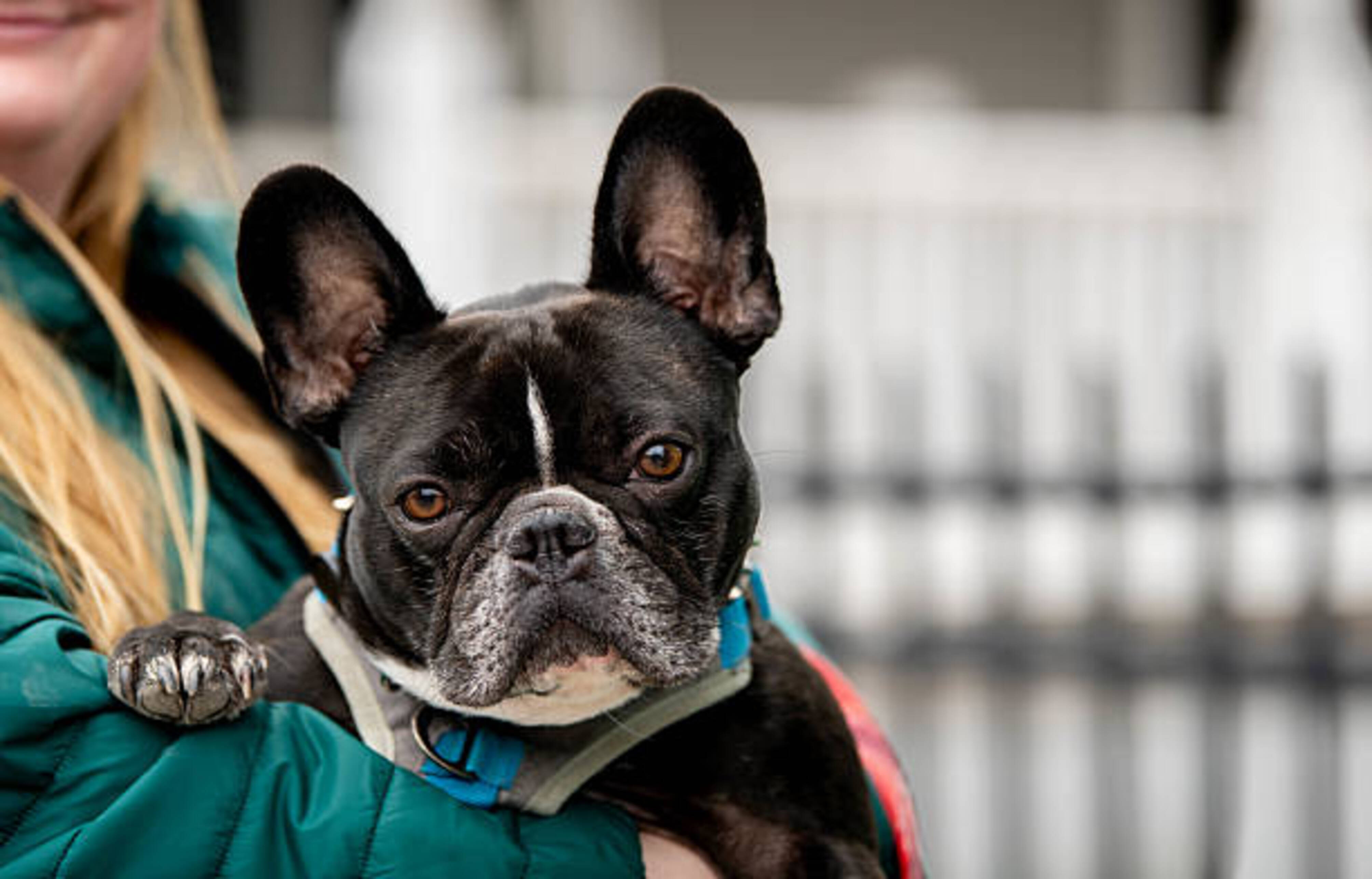 Bouledogue Français dans les bras d'une femme