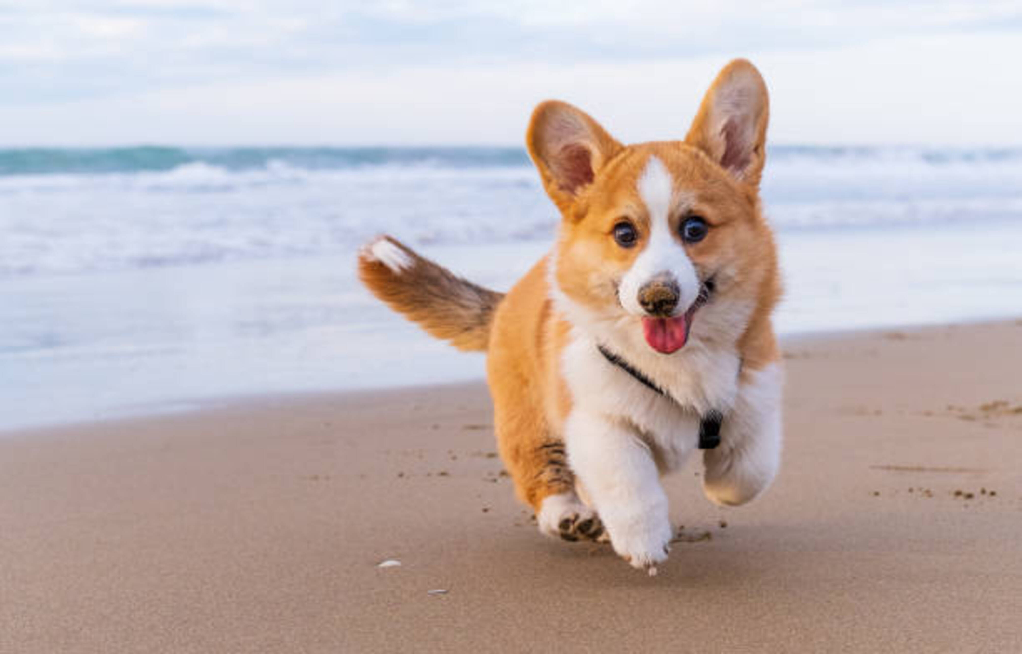 chien qui court sur la plage