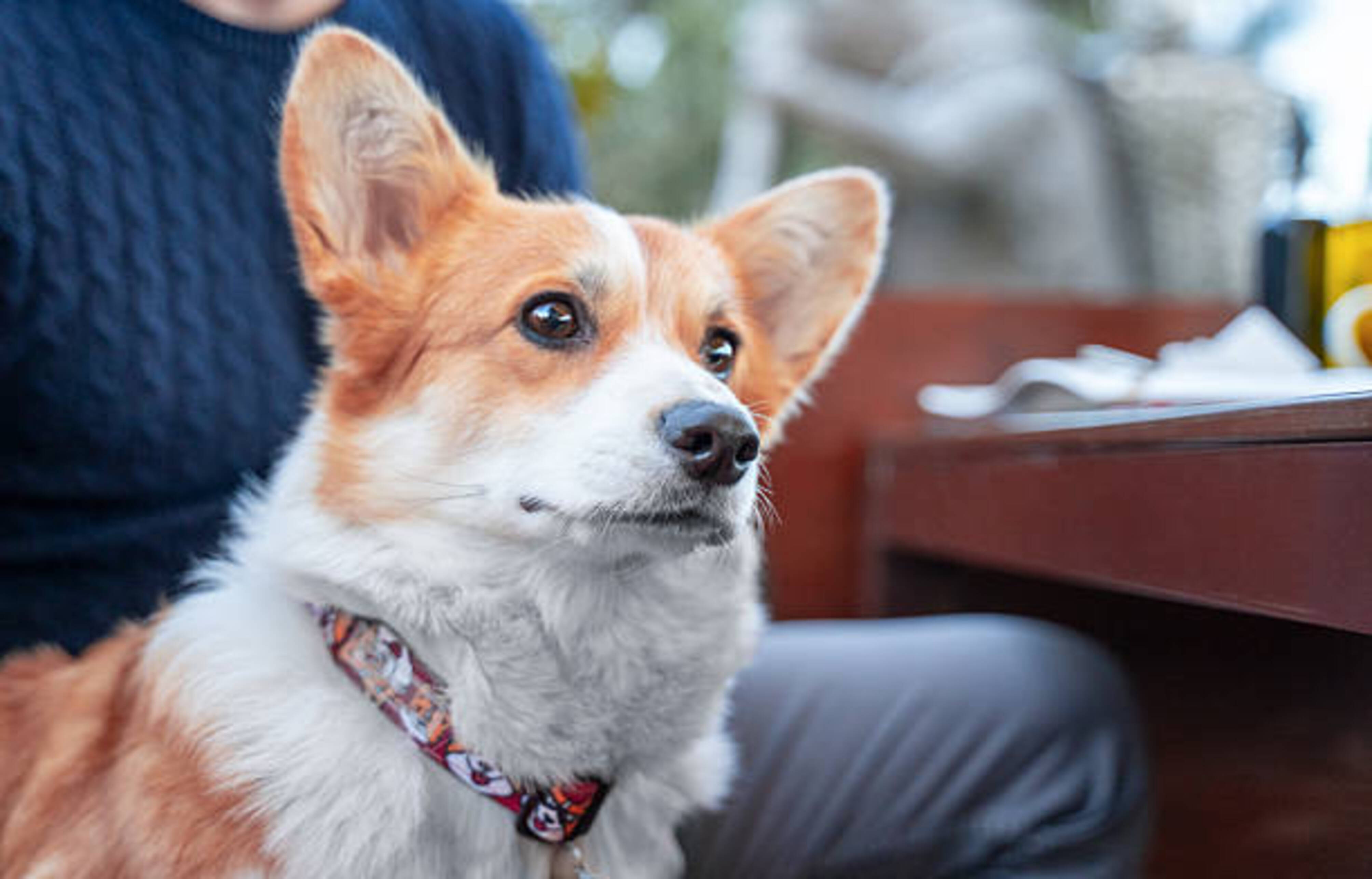 chien assis à côté d'une personne qui est à table