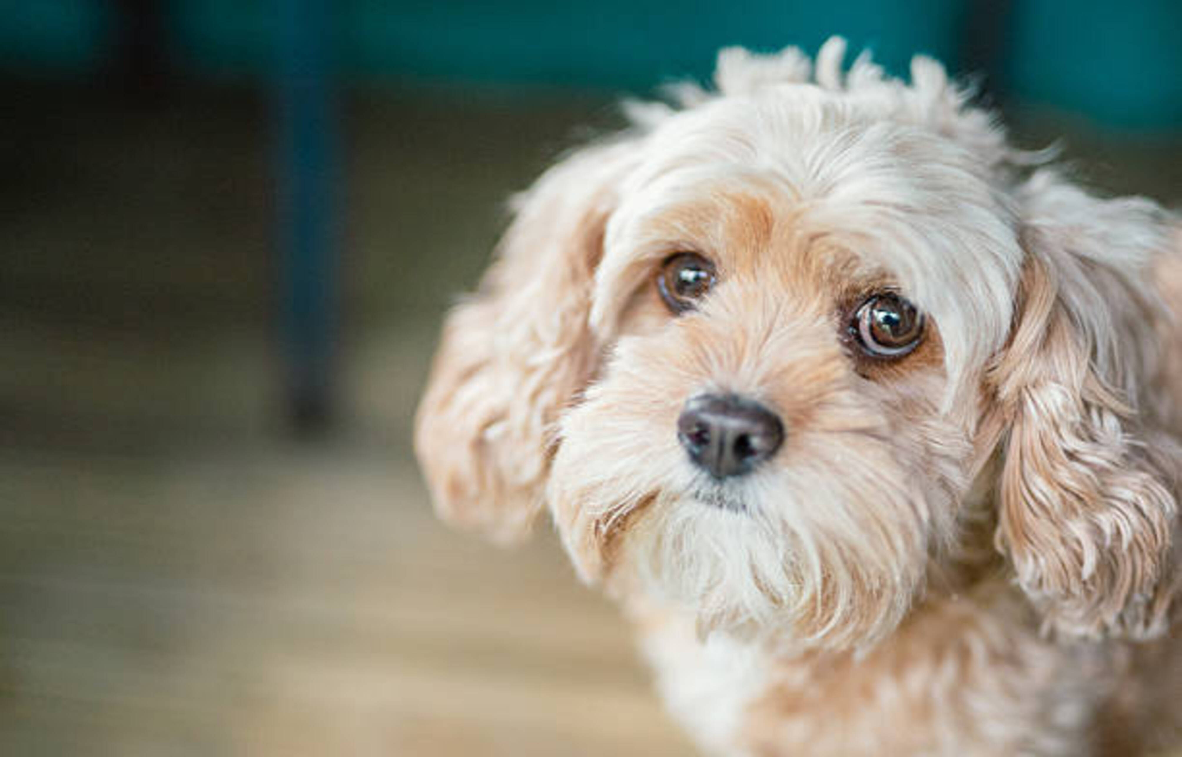chien avec un regard triste