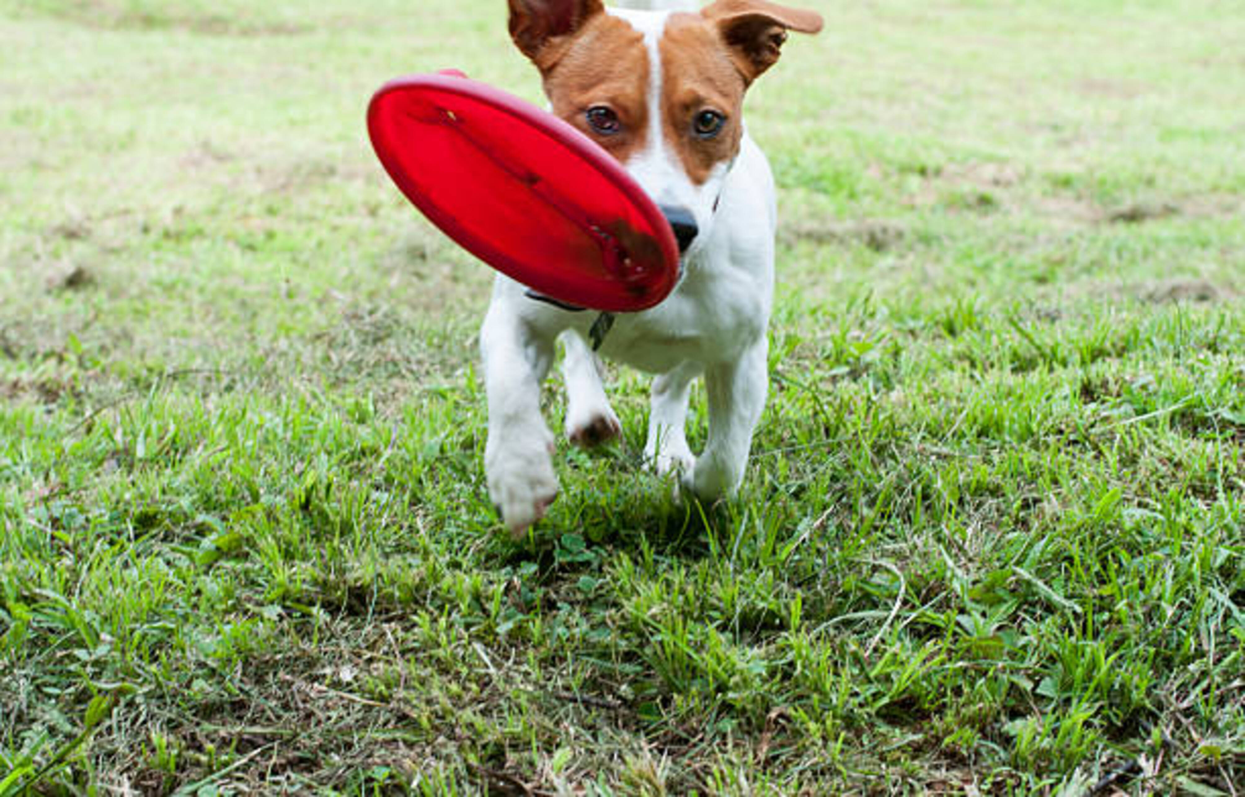 chien qui joue dehors avec un frisbee rouge dans la gueule