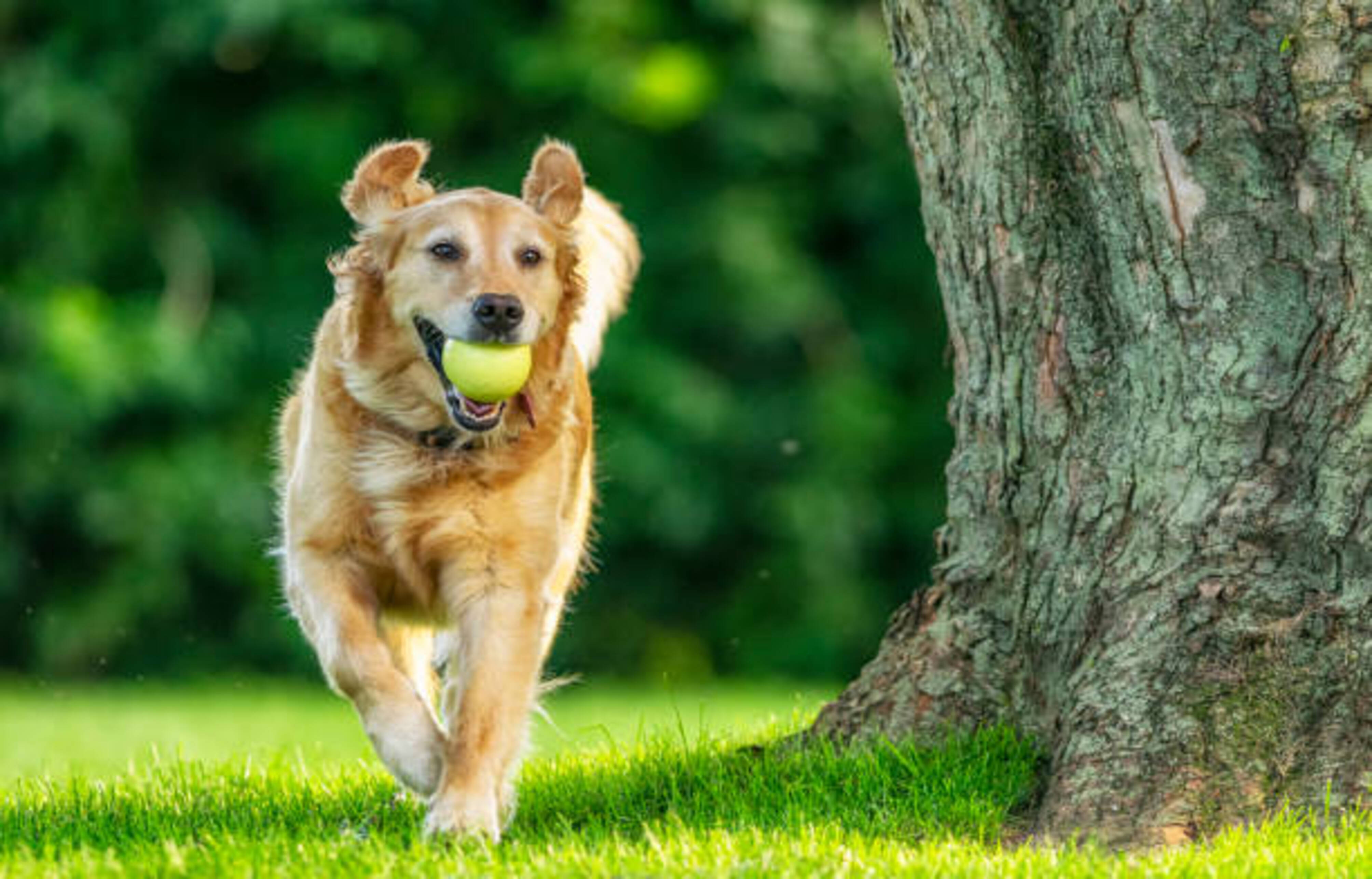 chien qui court dehors avec une balle dans la gueule