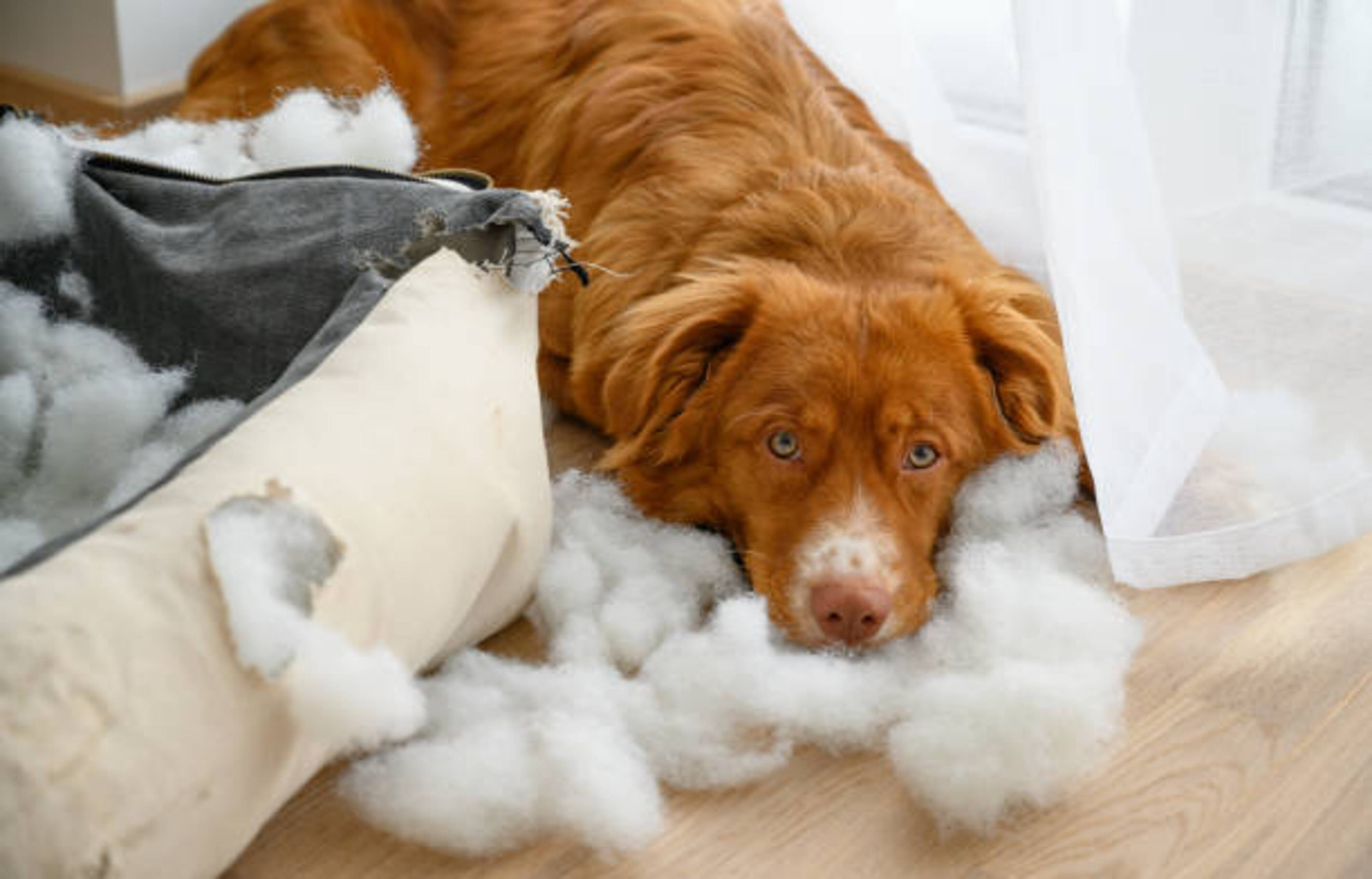 chien allongé sur de la mousse devant un couchage qu'il a détruit