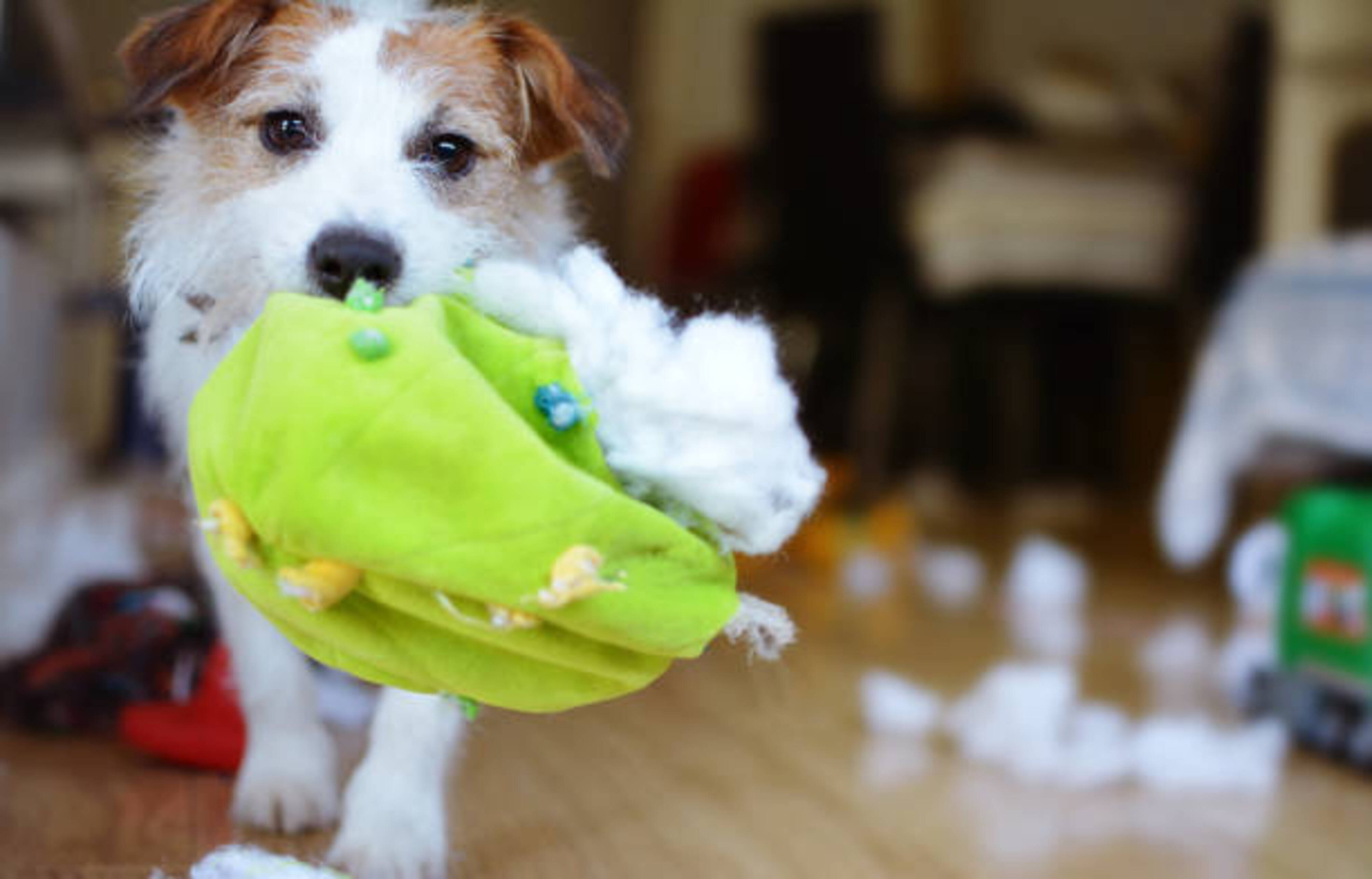 chien qui marche avec une peluche dans la gueule qu'il a détruite