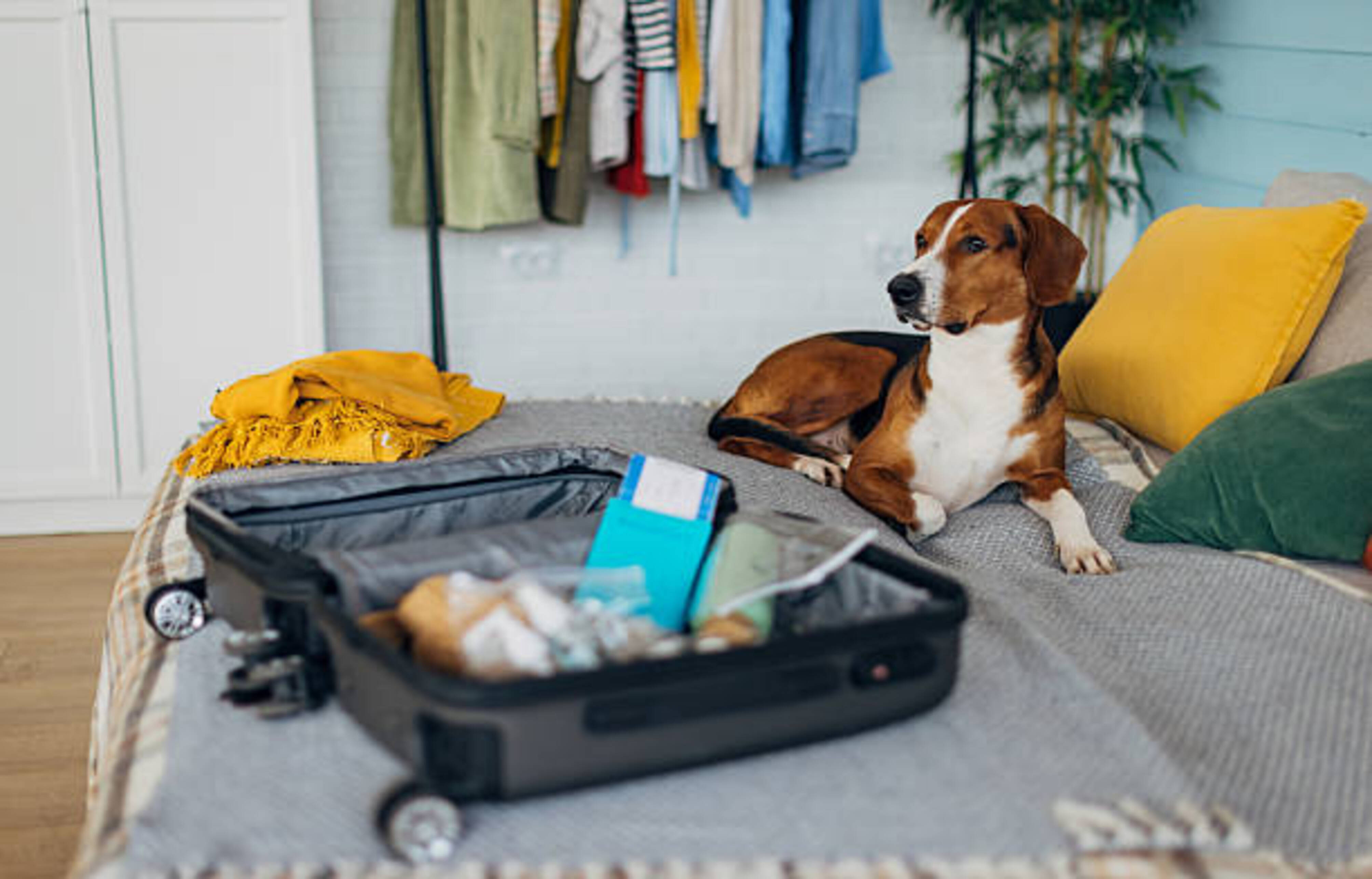 chien allongé sur un lit devant un valise