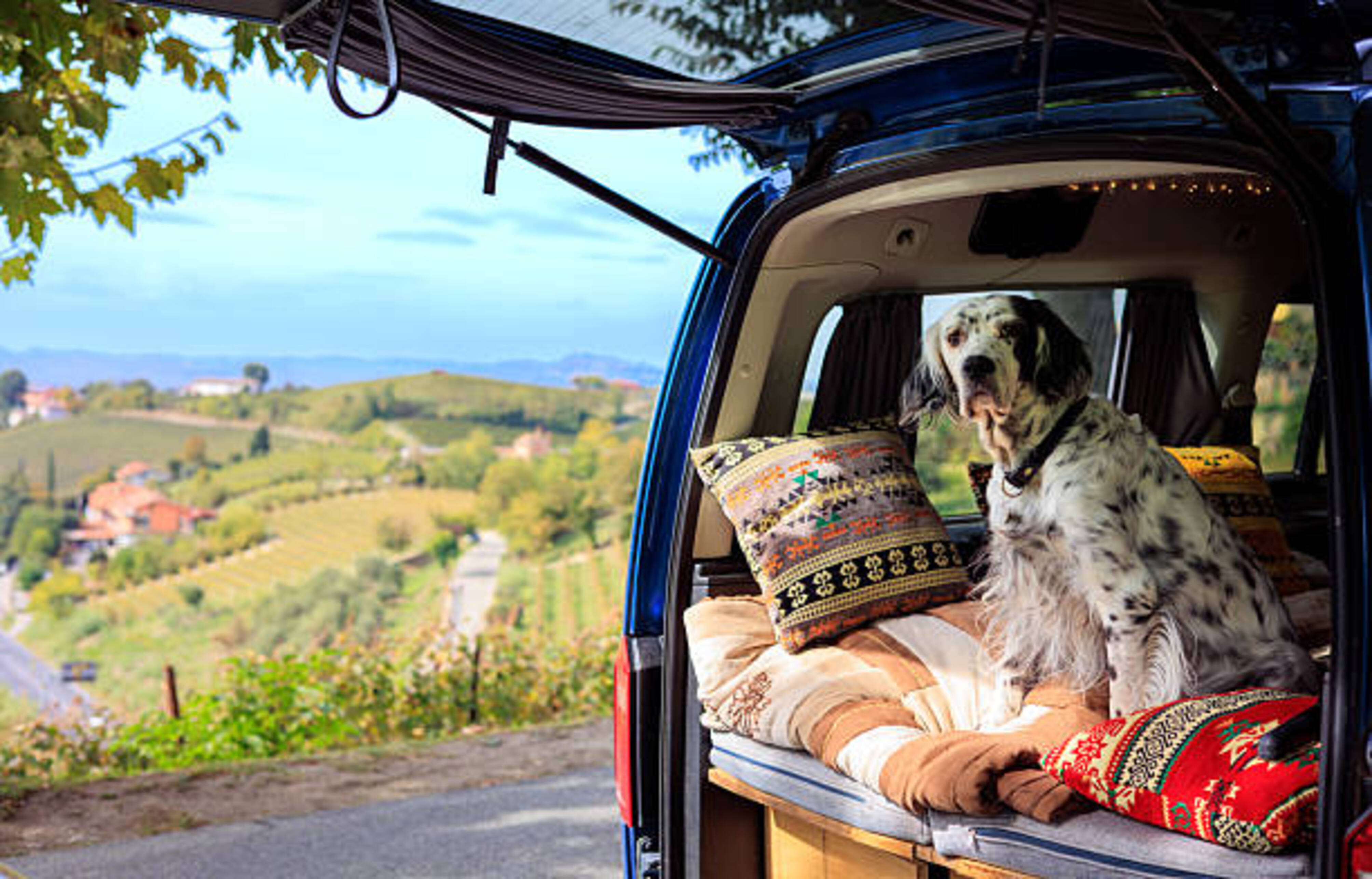 chien assis dans une voiture le coffre ouvert pour les vacances