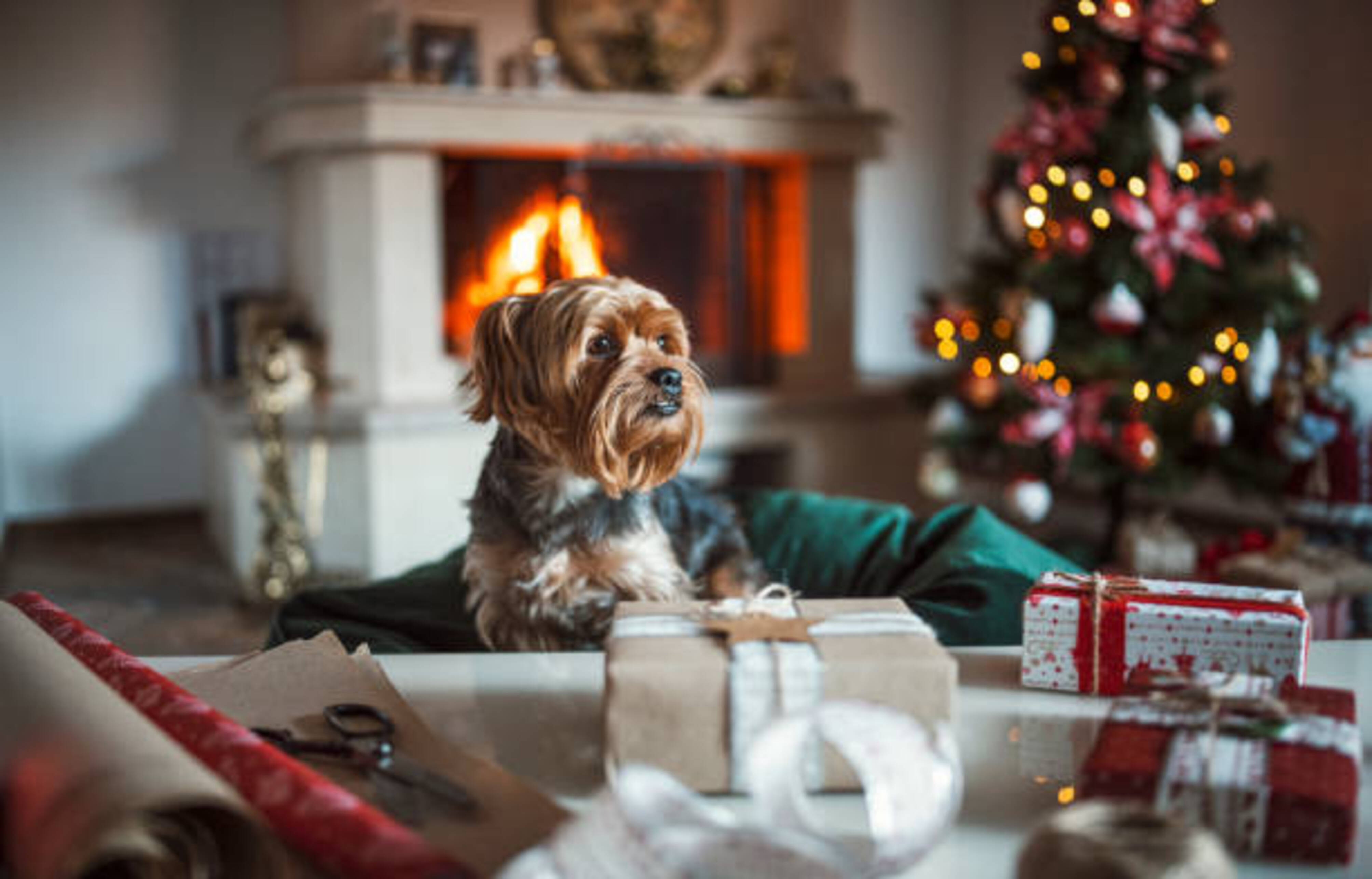 chien dans un salon avec un sapin de Noël en arrière plan et des cadeaux de Noël devant lui