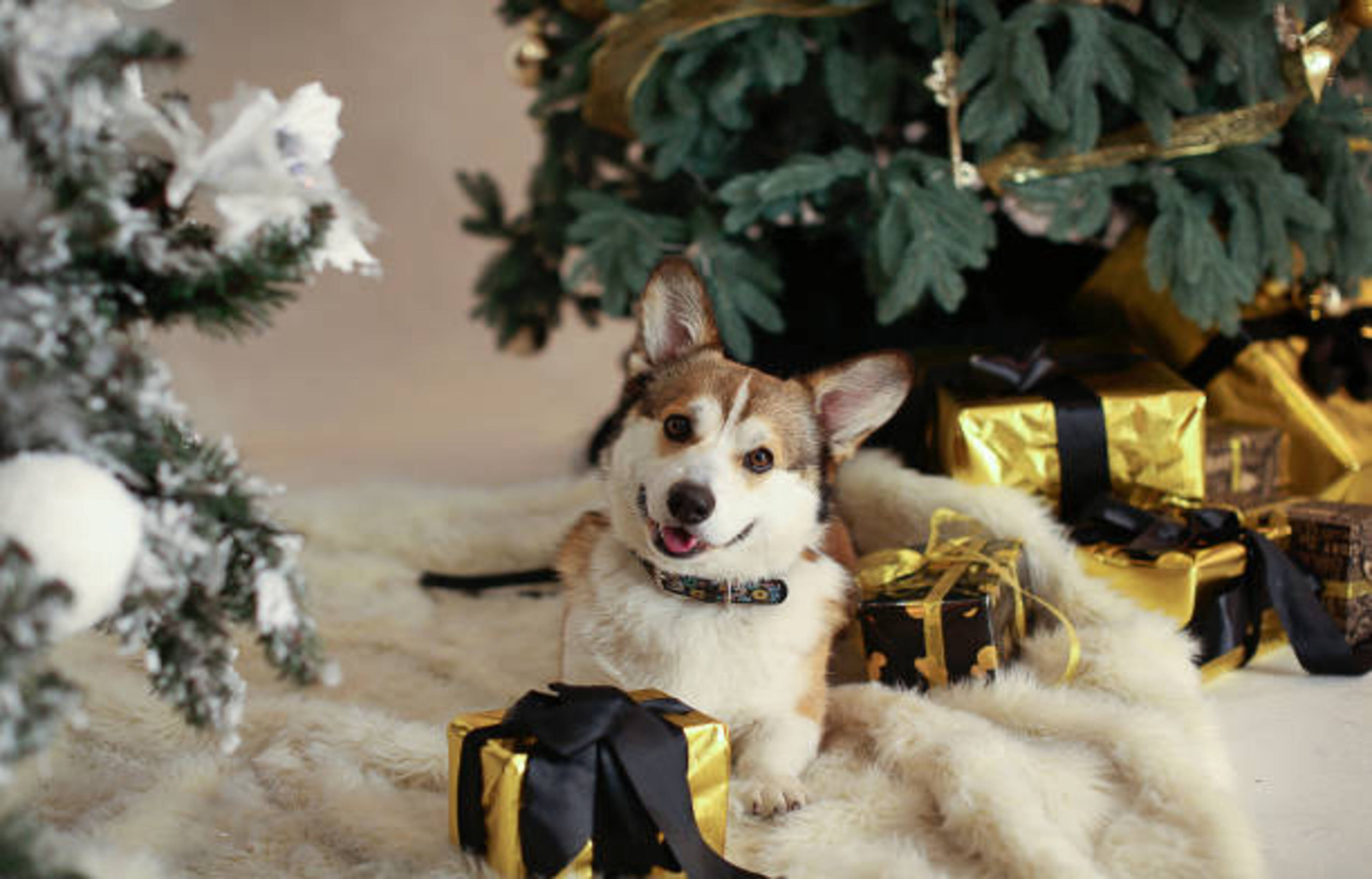 chien dans un décor de Noël avec des cadeaux autour de lui