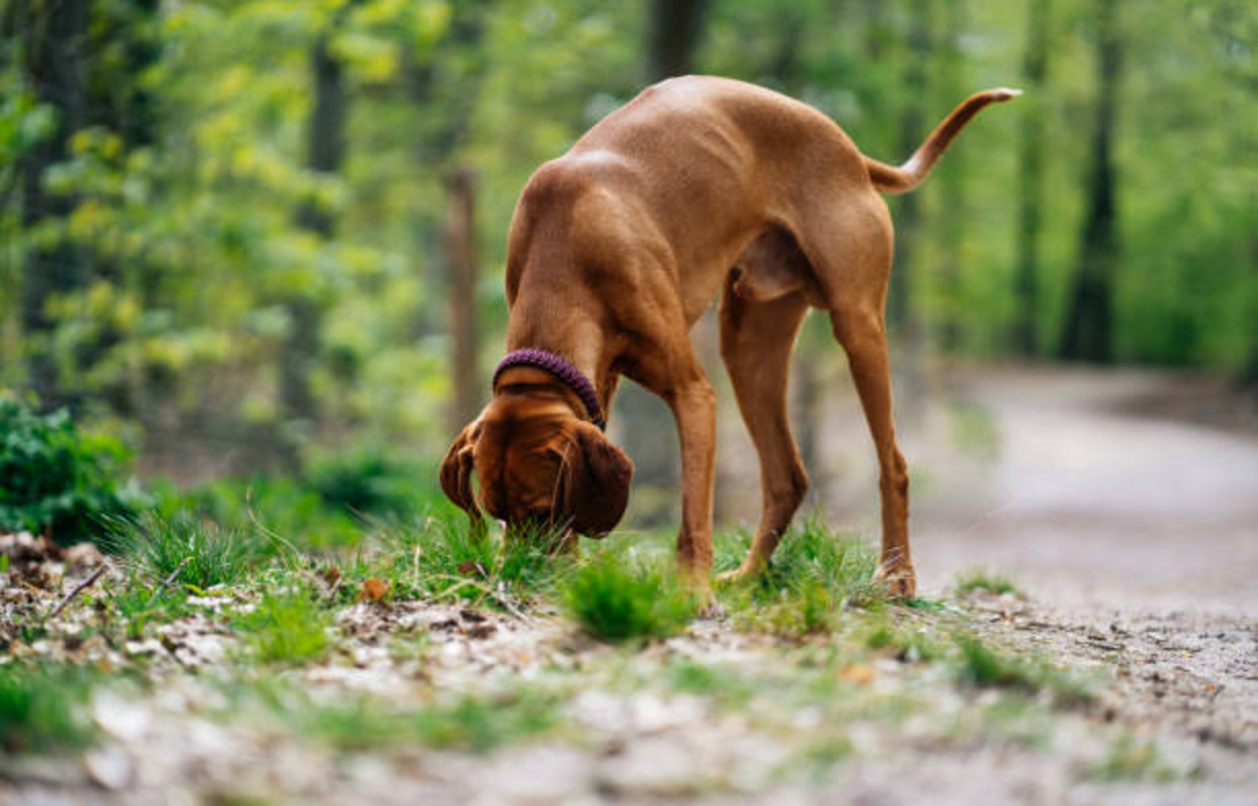 chienqui renifle dans une foret de pins