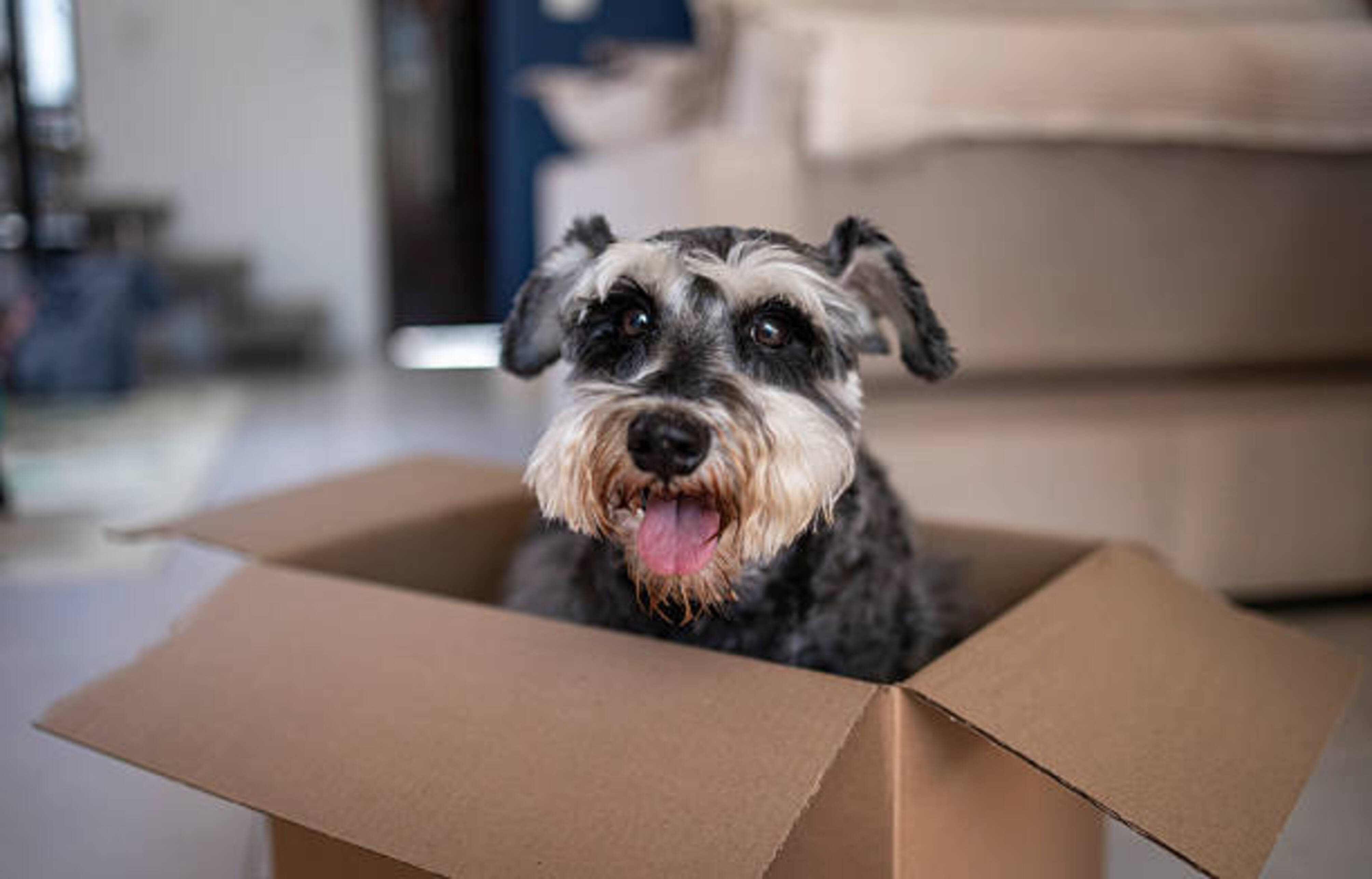 chien dans un carton de déménagement